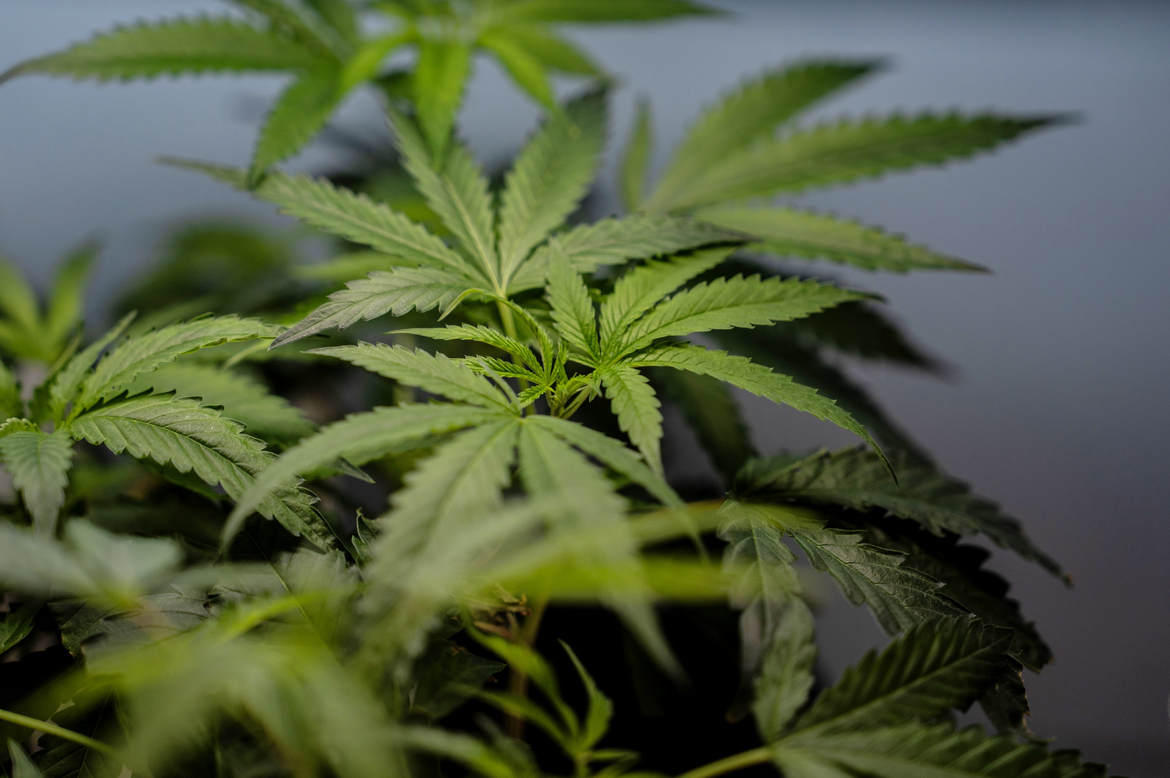 Supreme Court Guns Drug Users