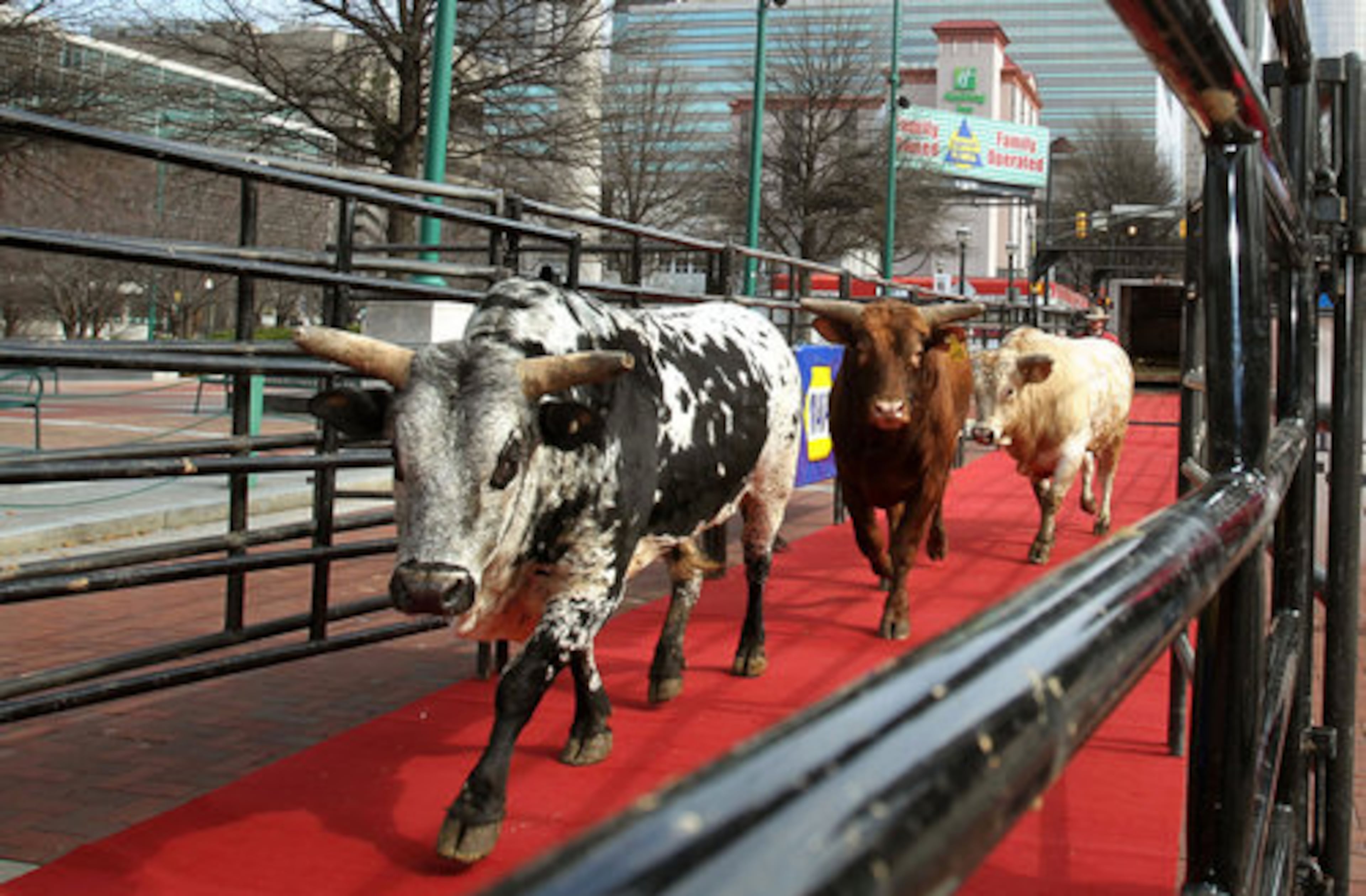 Bulls walk a red carpet in Centennial Olympic Park Thursday in celebration of the PBR 2012 Built Ford Tough Series Atlanta Invitational.