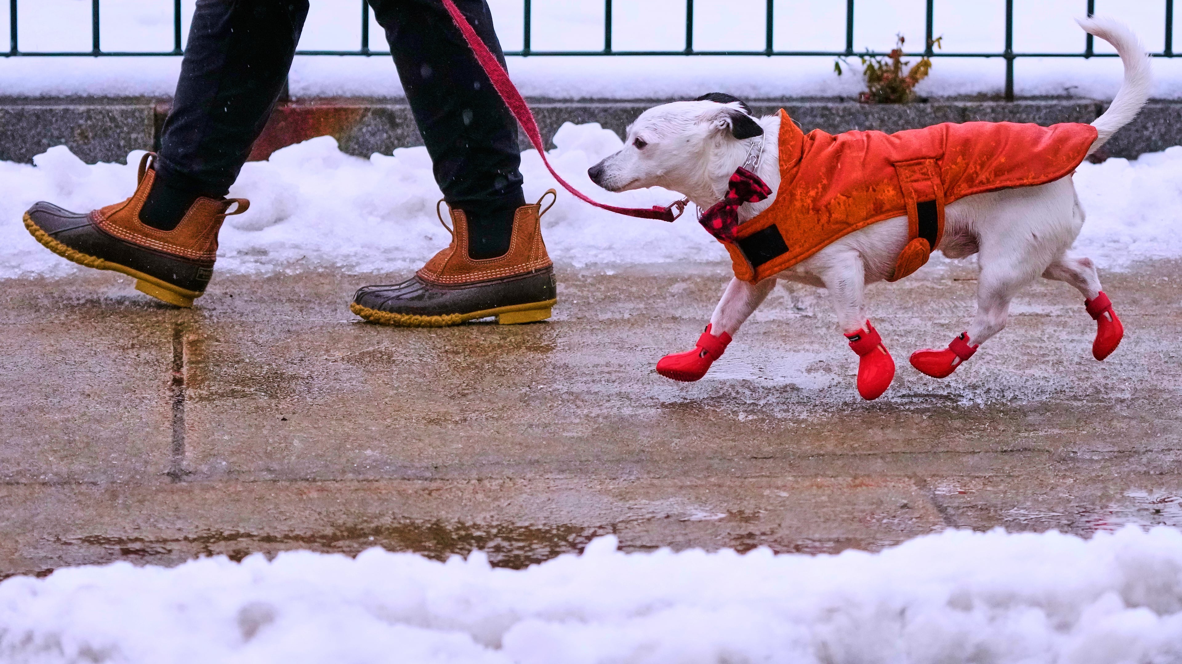 Jack, described as a mixed-breed mutt by his owner Shelley, keeps in stride on their afternoon walk in sleet and freezing rain, Monday, Dec. 29, 2025, in Manchester, N.H. (AP Photo/Charles Krupa)