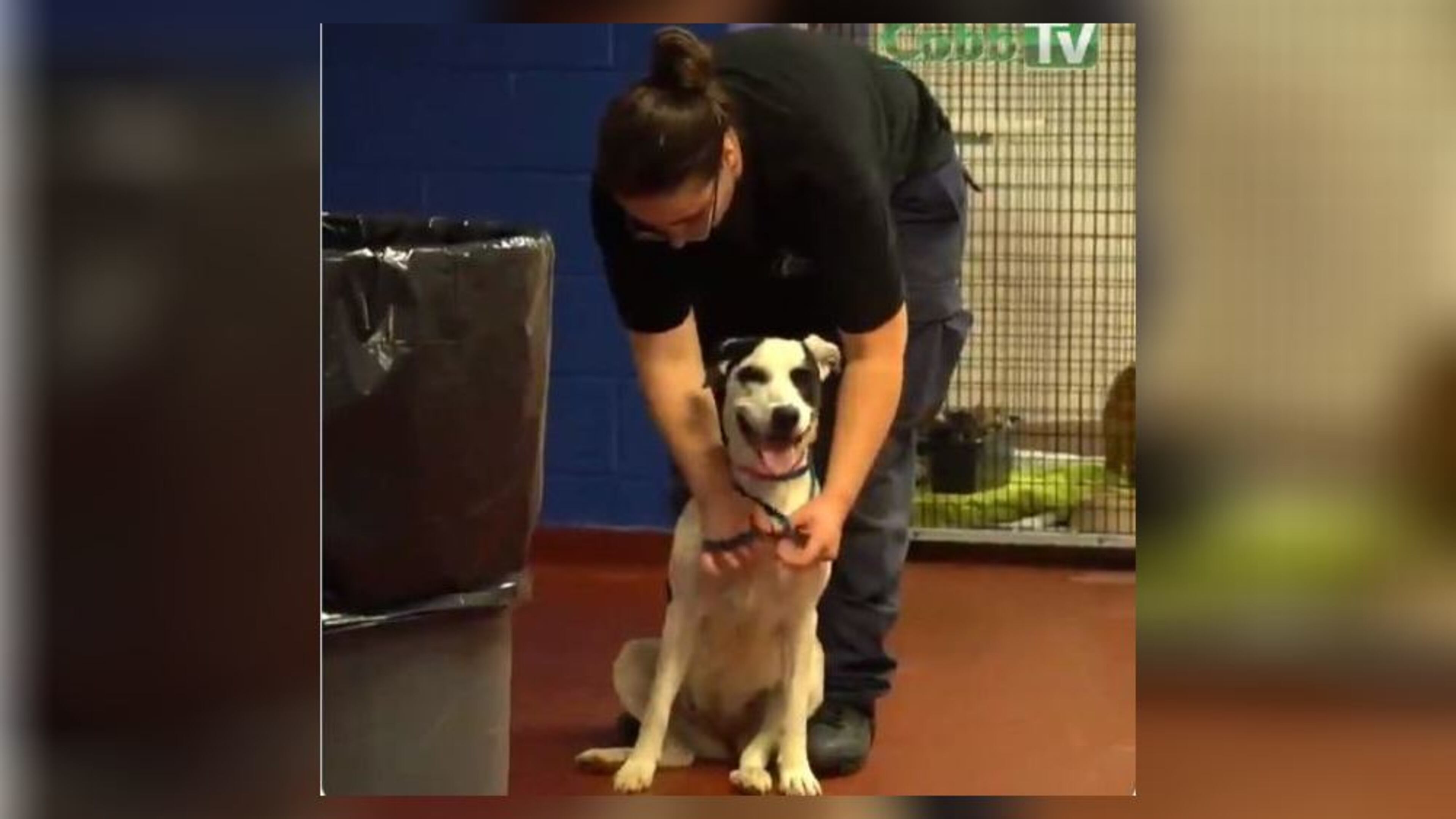 Cobb County’s animal shelter could reopen as early as Friday after shutting its doors two weeks ago to suppress a highly contagious bacterial infection that killed four dogs.
