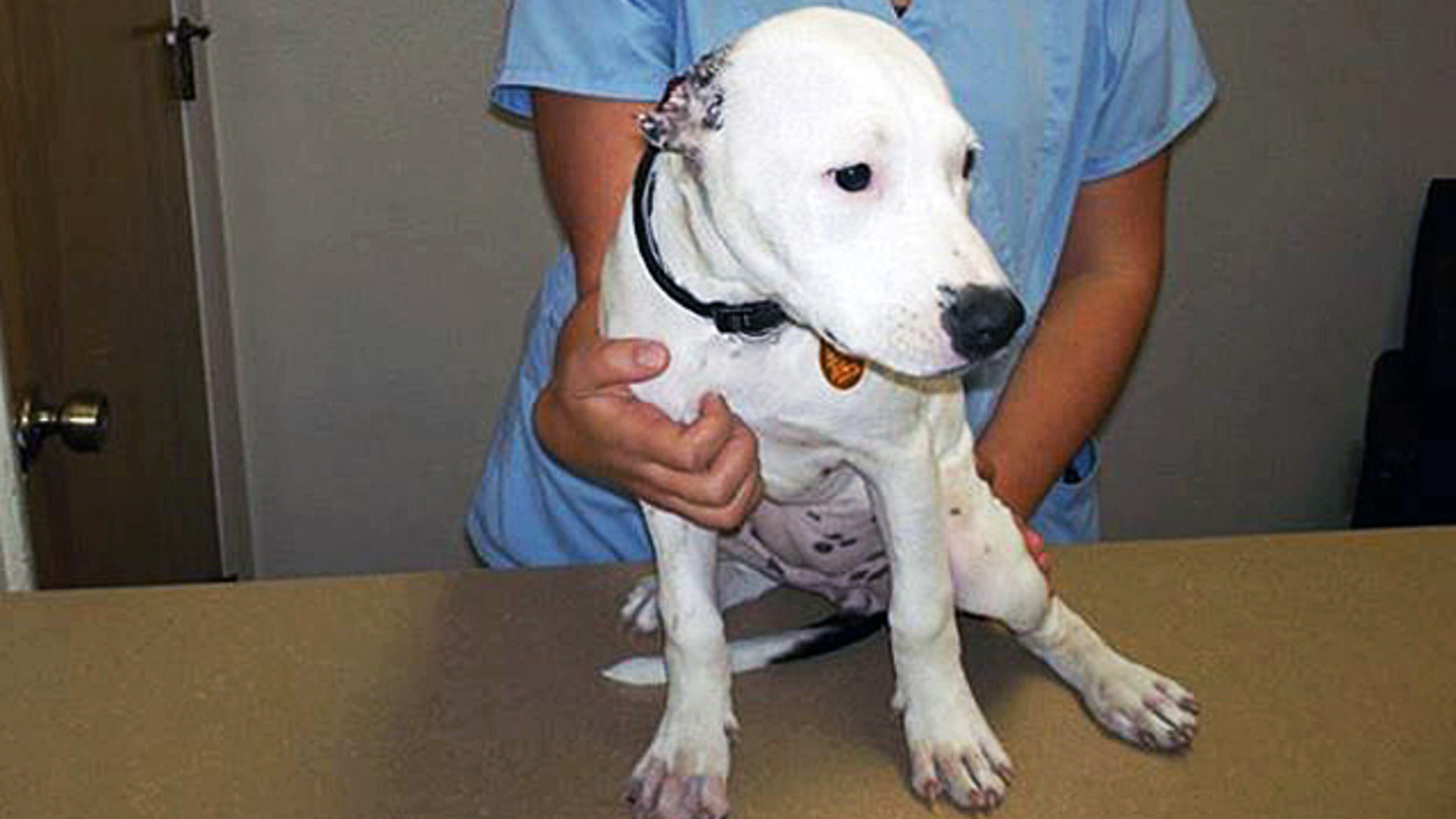 Pit bull puppy, courtesy of Williston Police Department.