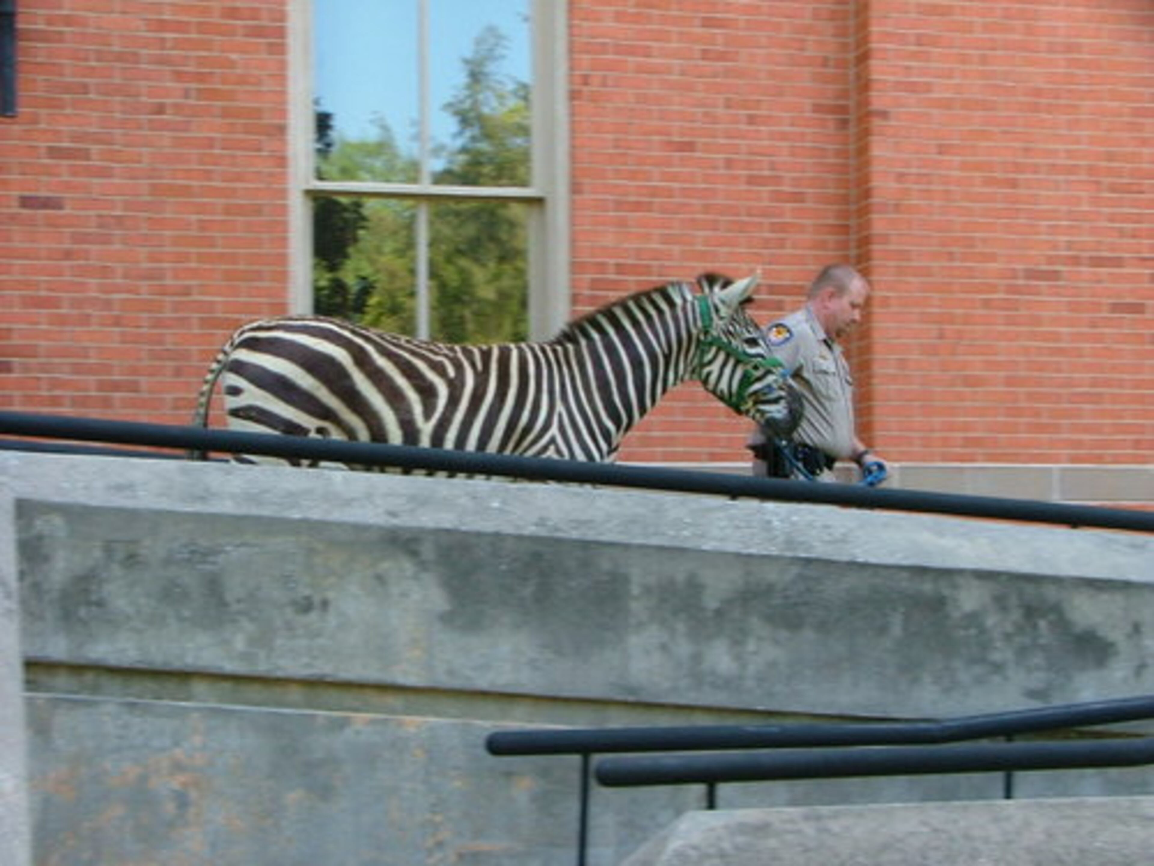 Officials at Emory University's Oxford campus find a live zebra on the third floor of Seney Hall. The prank is apparently a reference back to the '60s, when someone put a cow in the same building.