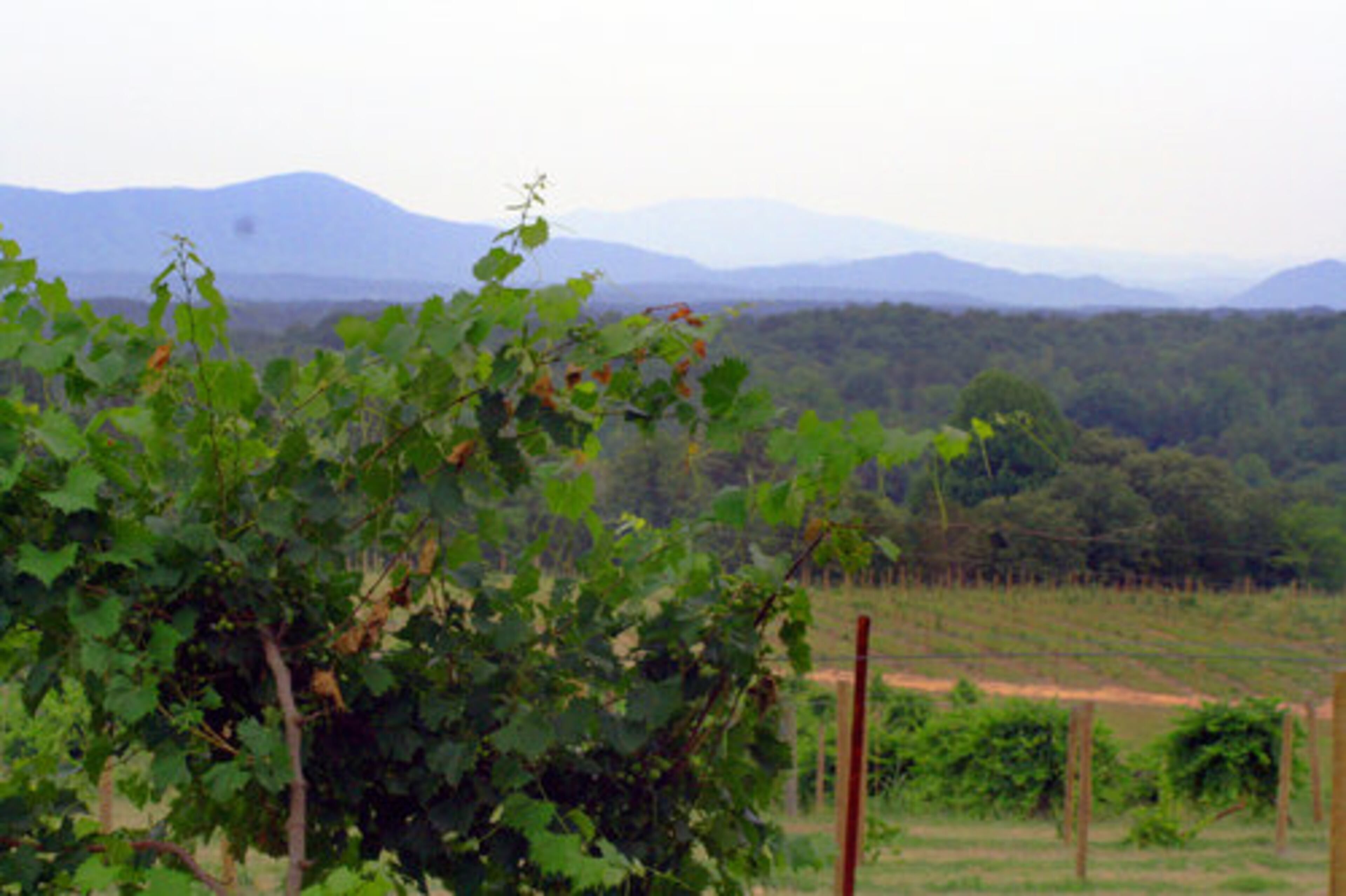 The Morris Vineyard and Tennessee Mountain Winery is set amid muscadine vineyards with a view of distant mountains, stretching all the way to North Carolina.
