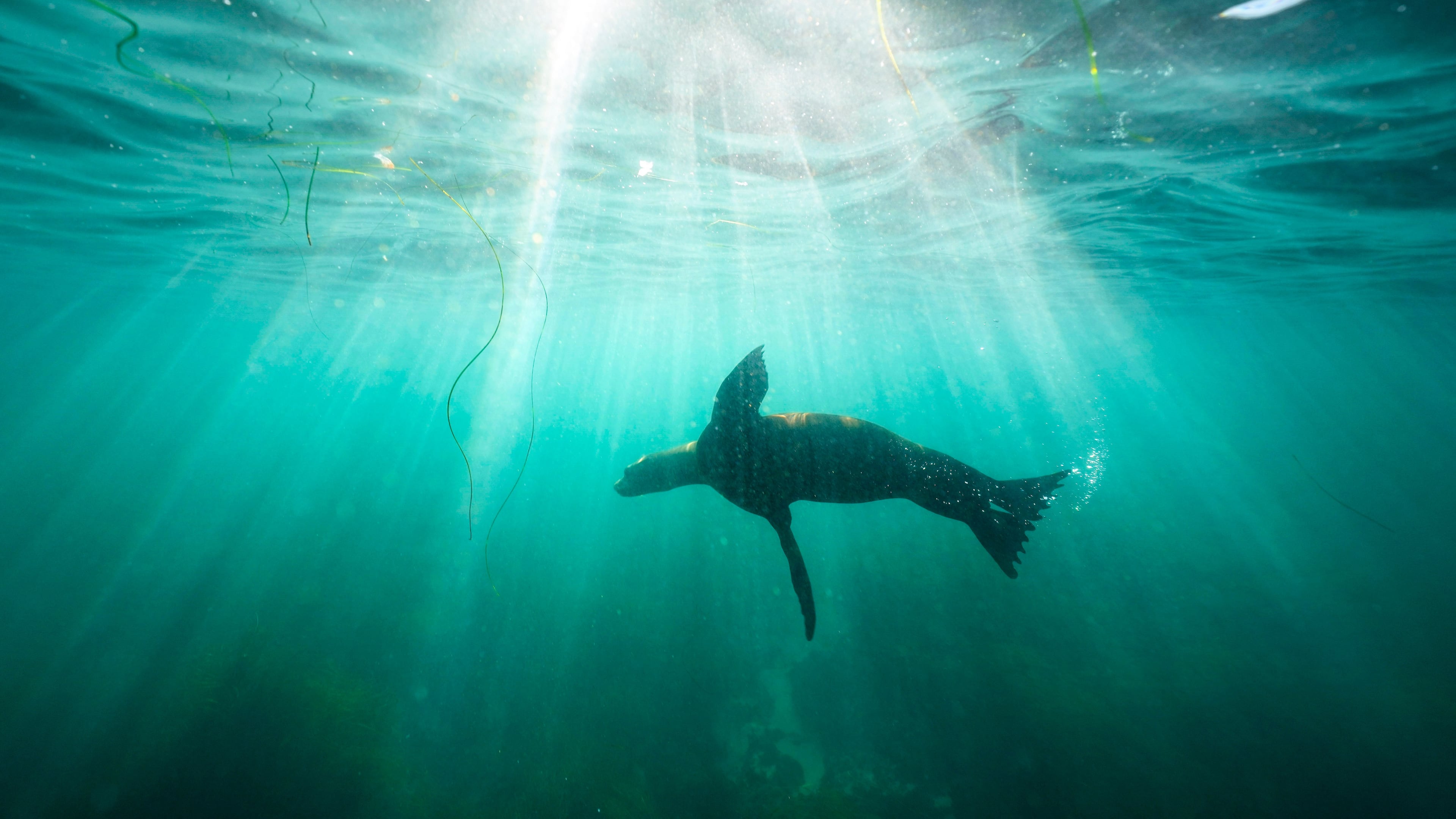 FILE- A sea lion swims over sea grass in San Diego's La Jolla Cove on Oct. 10, 2023. (AP Photo/Gregory Bull, File)