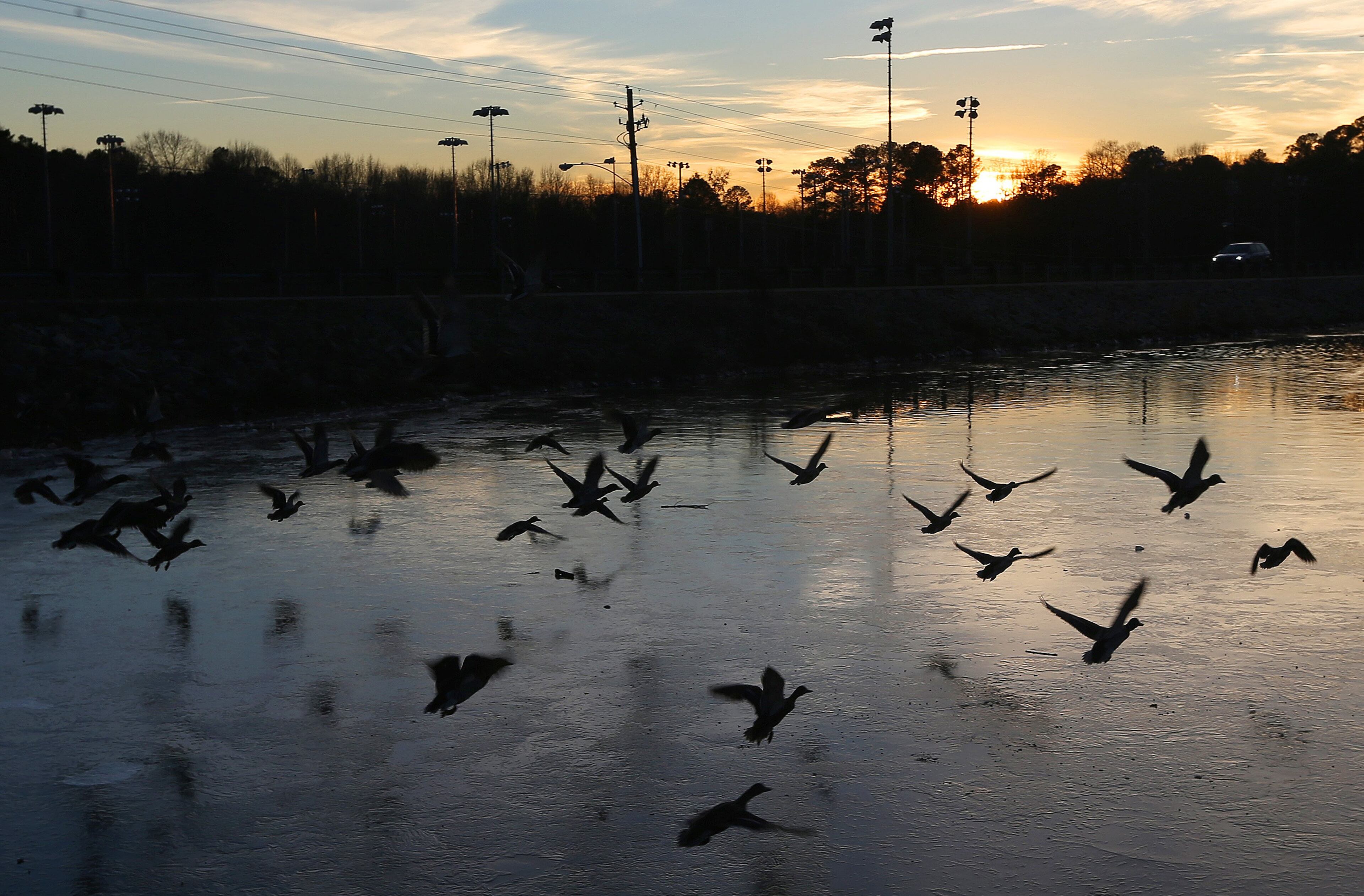 A flock of mallards takes flight over a partially frozen Murphey Candler Lake as the sun sets Wednesday evening January 8, 2014. BEN GRAY