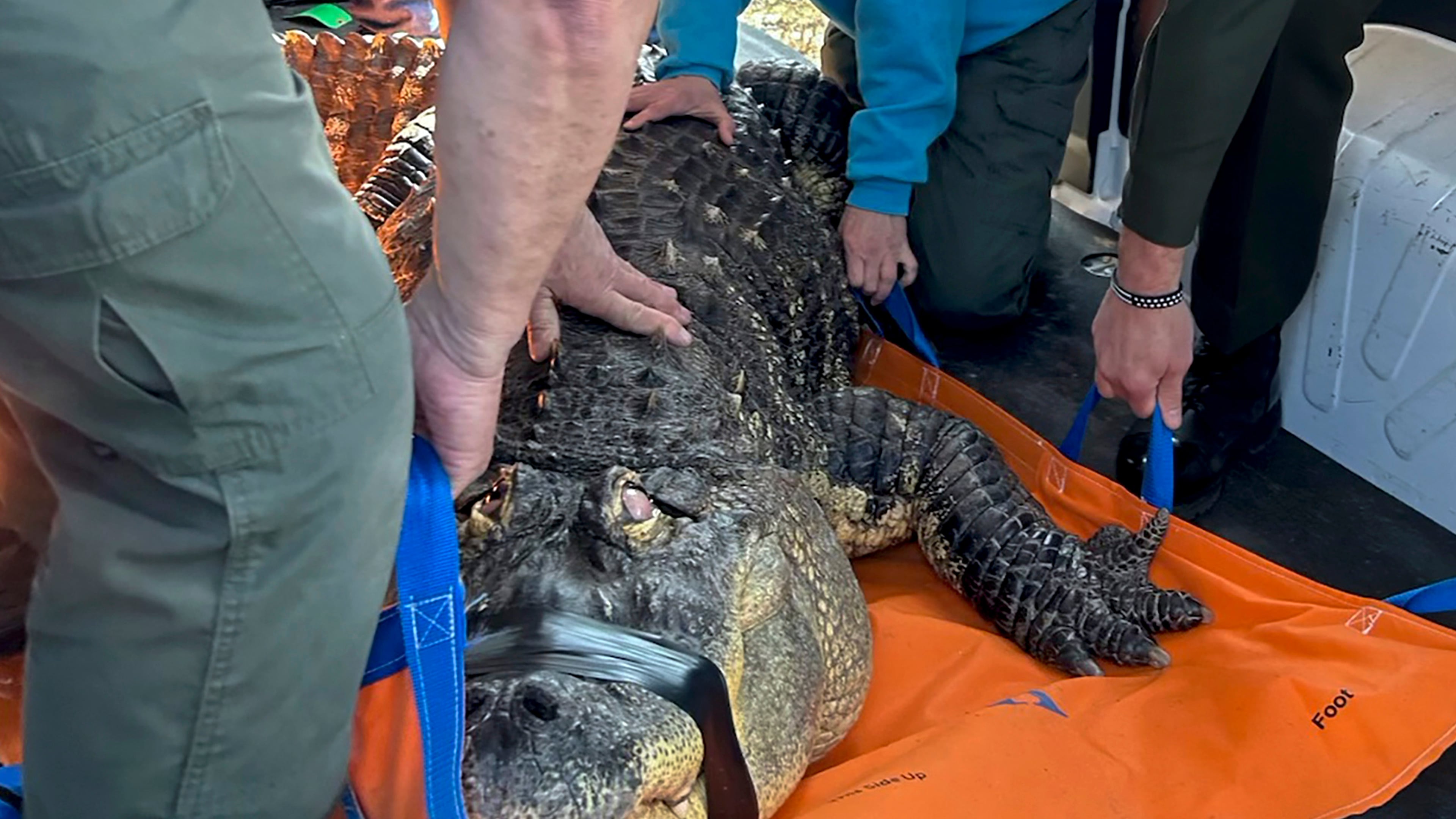 FILE - In this photo provided by the New York Department of Environmental Conservation, officers secure an 11-foot alligator for transport, March 13, 2024, Hamburg, N.Y. (New York DEC via AP, File)