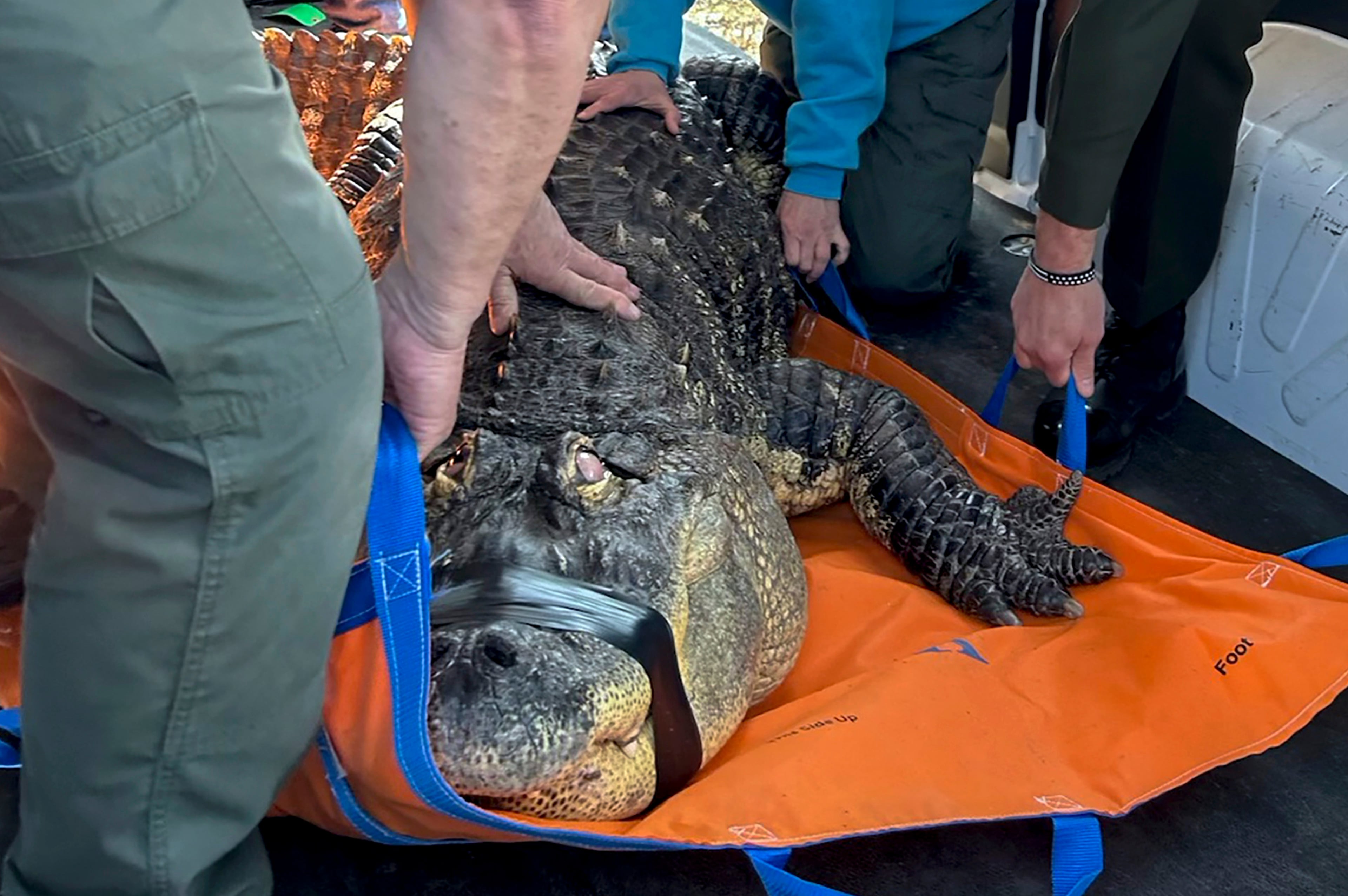 Alligator Seized