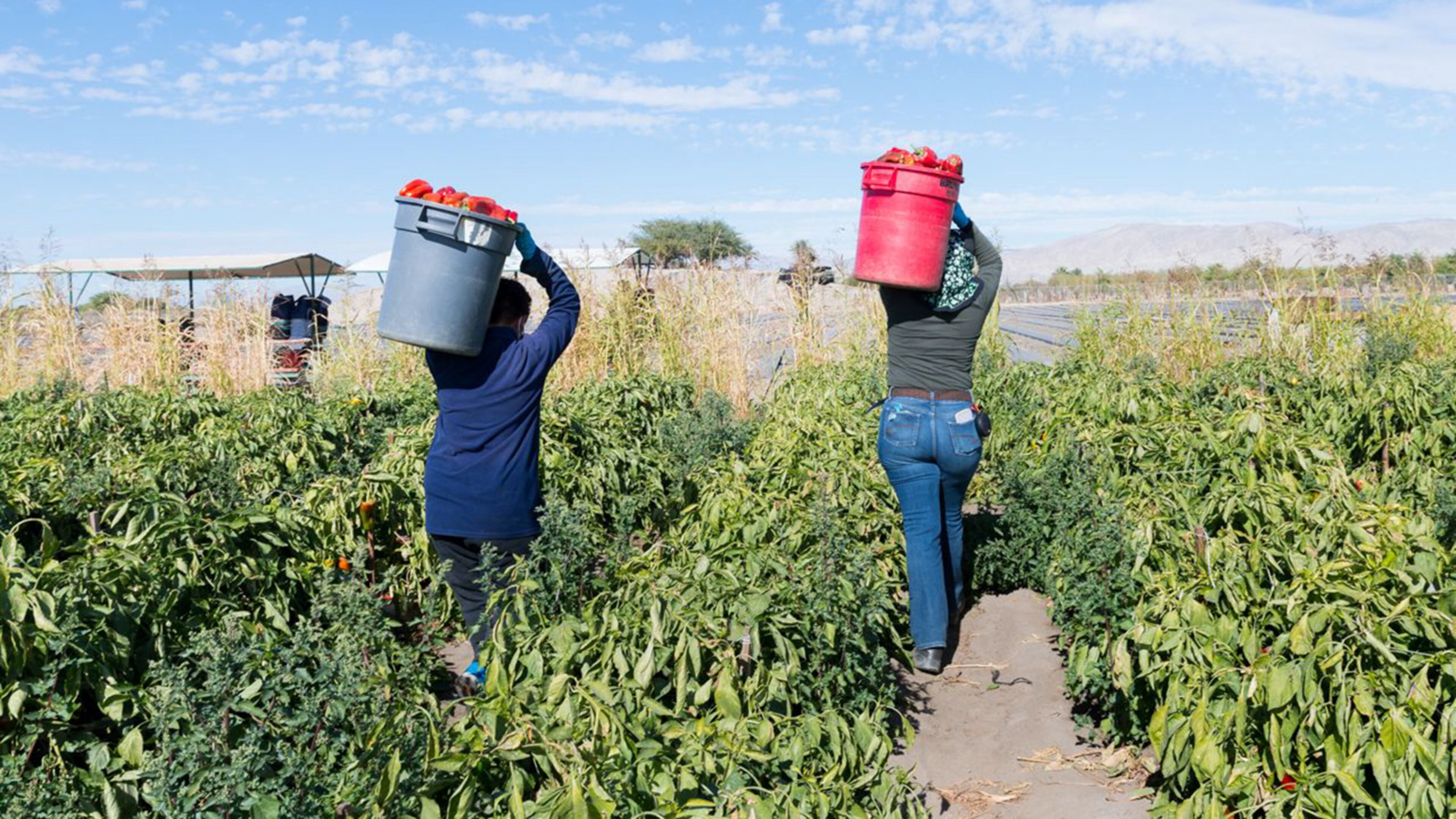 Feature Image: Farmworkers work at a bell pepper farm in the Coachella Valley, one of the largest agricultural regions in the nation, in February 2021. (Heidi de Marco/KHN/TNS)