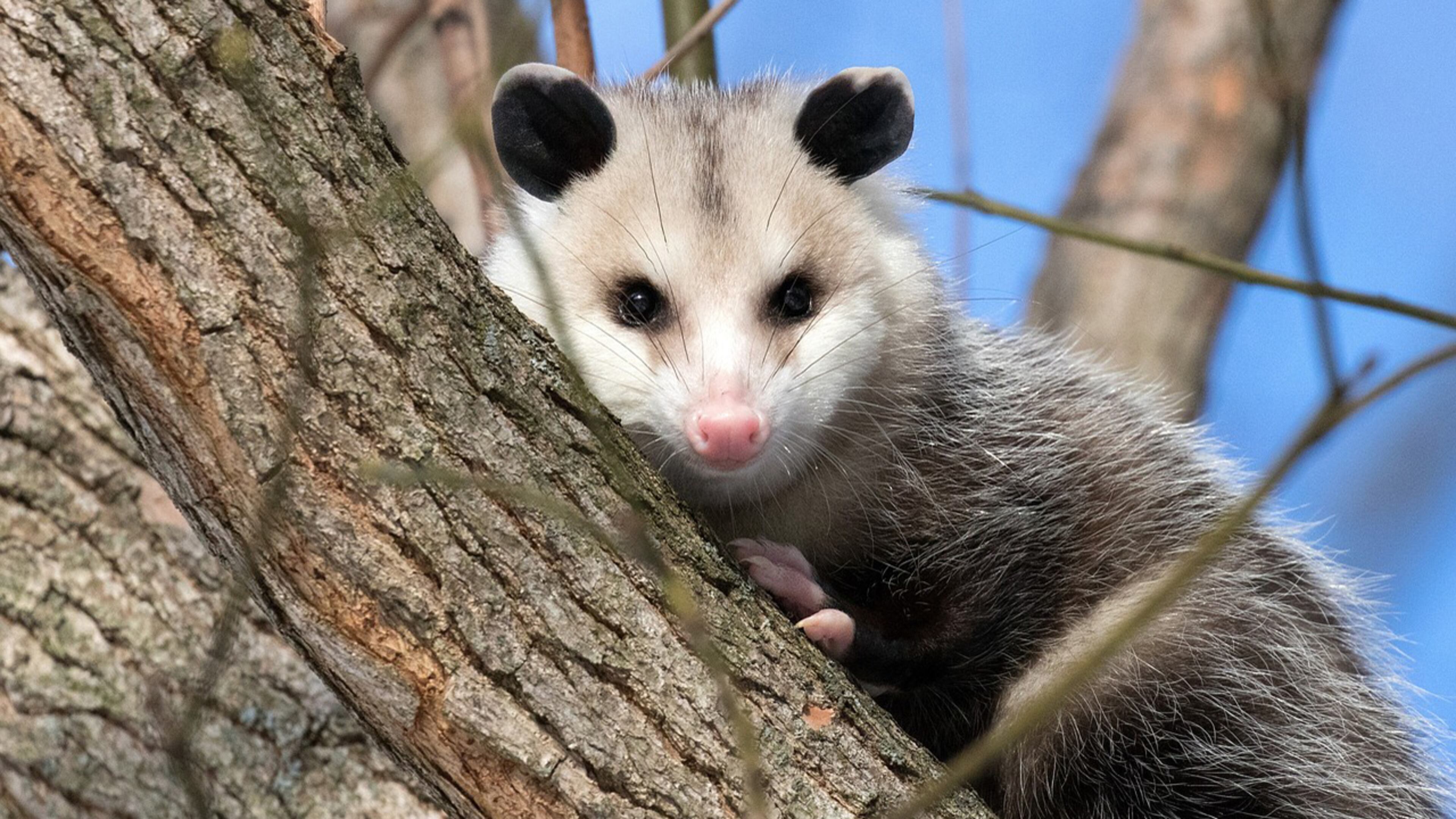 An opossum, similar to one found in a family's home in rural Ohio, perches in a tree. Opossums are mostly nocturnal animals that eat everything from insects, frogs and birds to snakes and fruits.