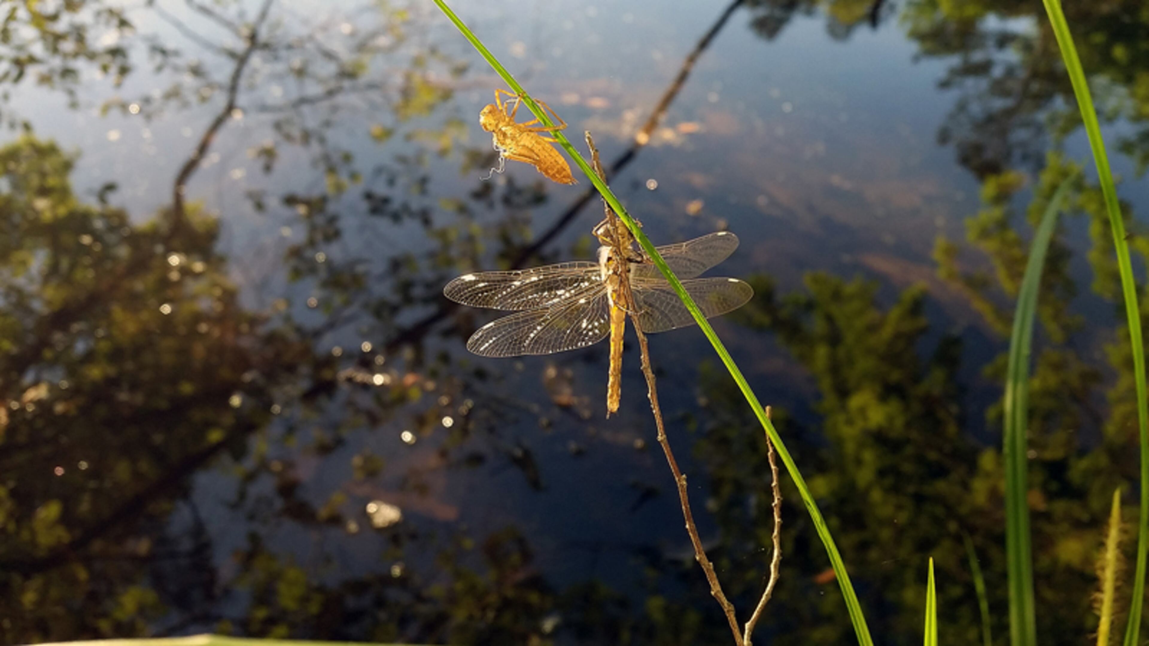 The Fulton County Department of Public Works has started clearing trees in a 40-foot-wide corridor for a new sewer main through the Chattahoochee River National Recreation Area. NATIONAL PARK SERVICE