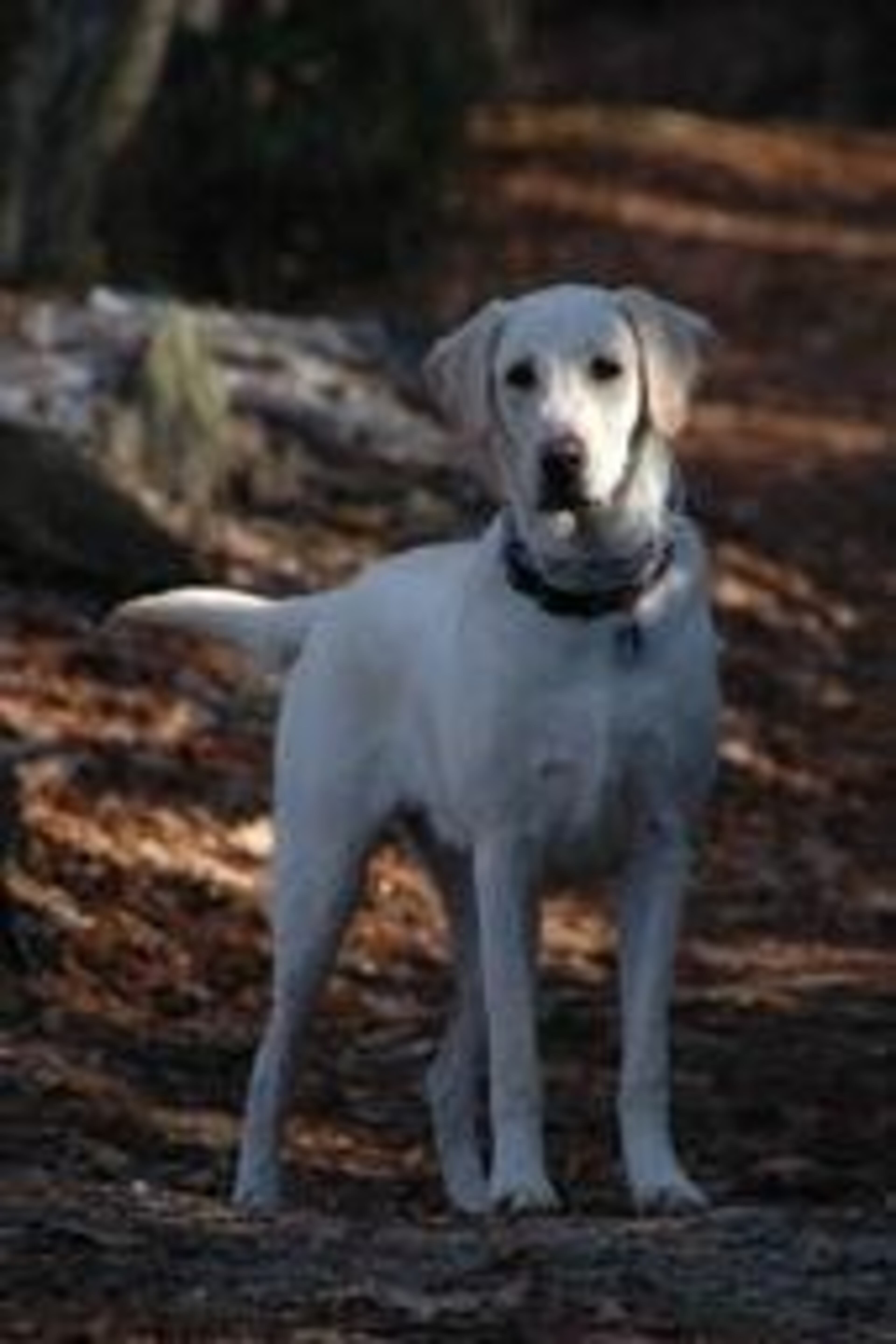 Dawson makes a lovely hiking companion.