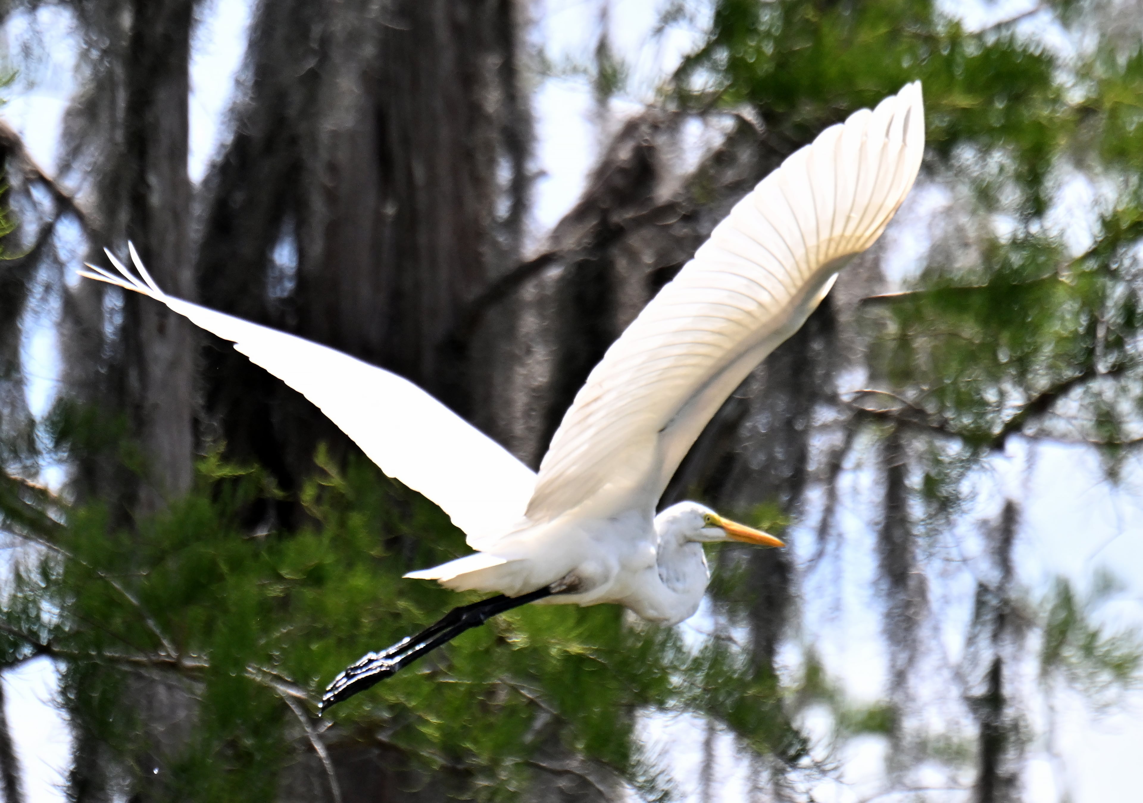 Great Egret is seen at Okefenokee Swamp, Tuesday, Aug. 12, 2025, in Folkston. (Hyosub Shin/AJC)