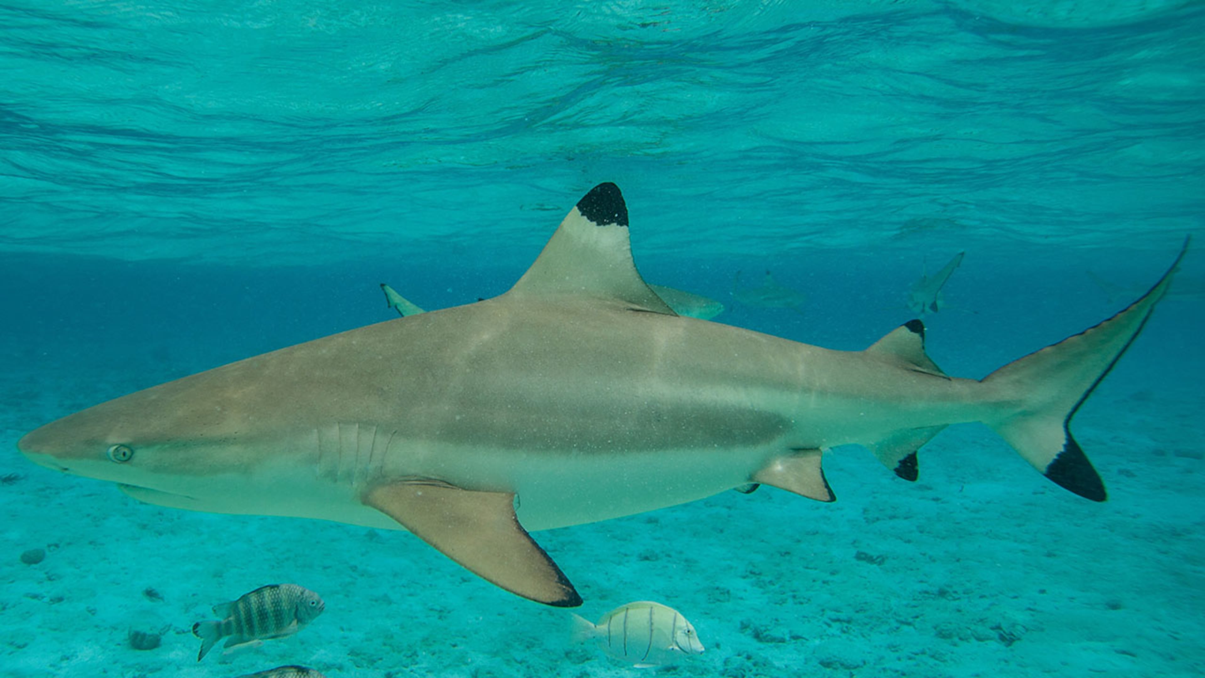 The blacktip shark is one of the four most common sharks found in Georgia waters.(Gregory Boissy/AFP/Getty Images)