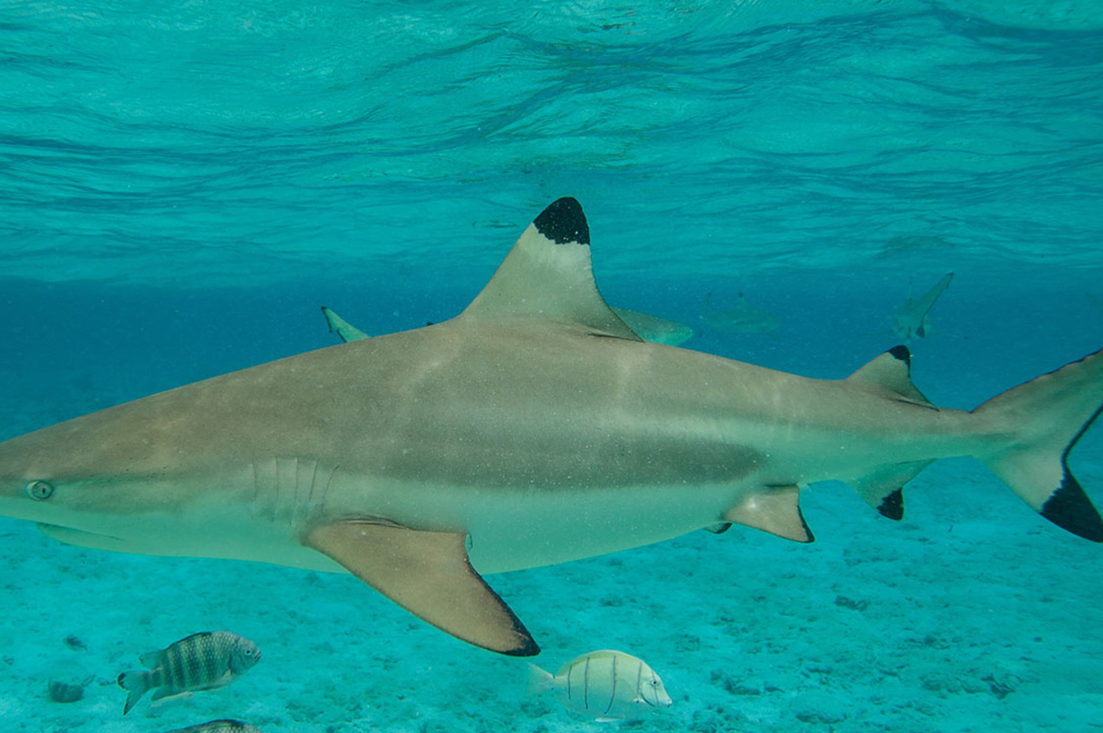 Blacktip Shark