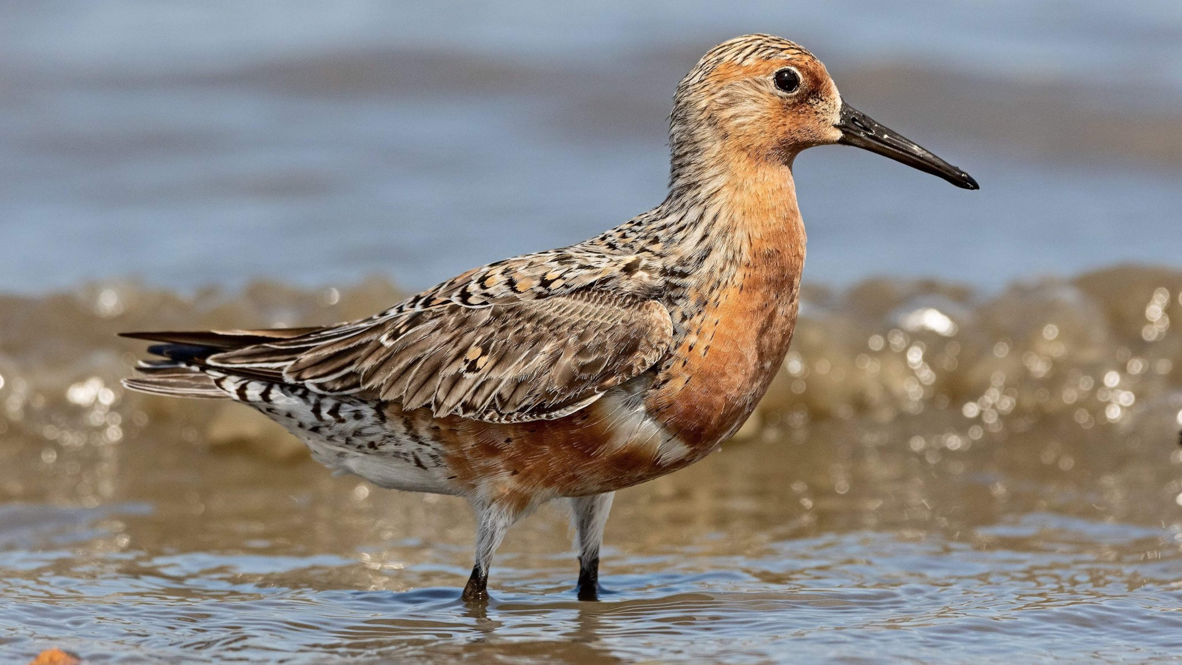 The red knot, a robin-size shorebird, is a champion of long-distance migratory birds, traveling as many as 9,300 miles every spring from winter grounds in South America to nesting grounds in the Arctic tundra, and then making the reverse trip during fall migration. CONTRIBUTED BY CHUCK HOMLER/CREATIVE COMMONS
