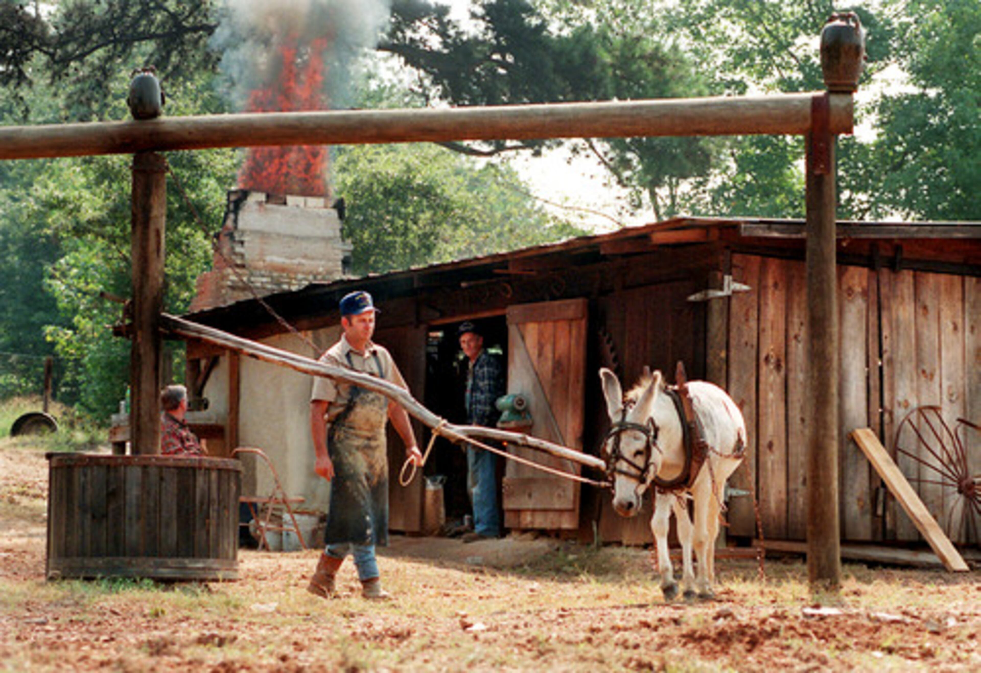 Chester Hewell watches over 'J.B.' the mule where the clay is ground outside the wood-fired kiln at Hewell's Pottery in Gillsville.