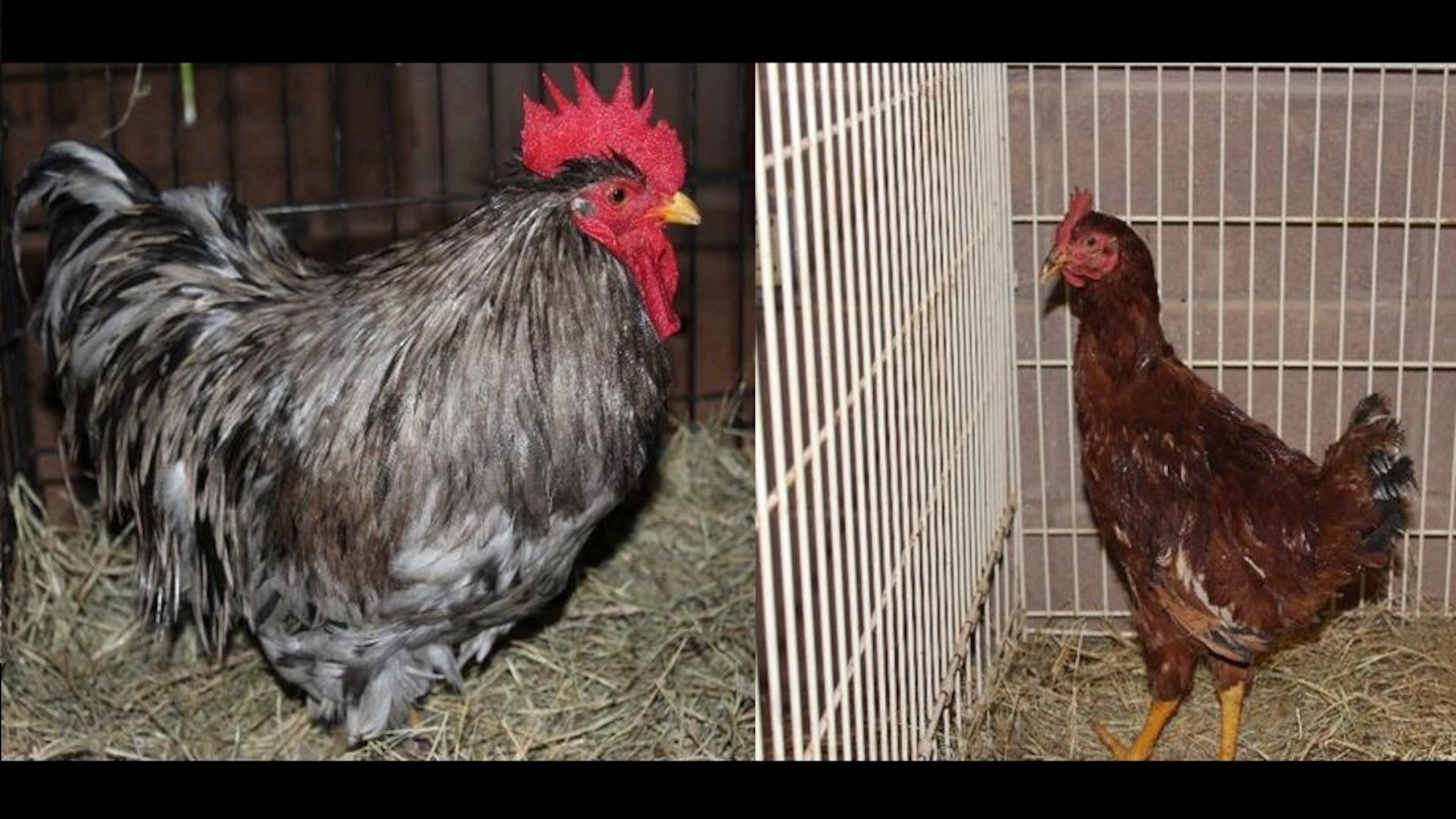 A chicken and a rooster are up for adoption at the Gwinnett County Animal Shelter.