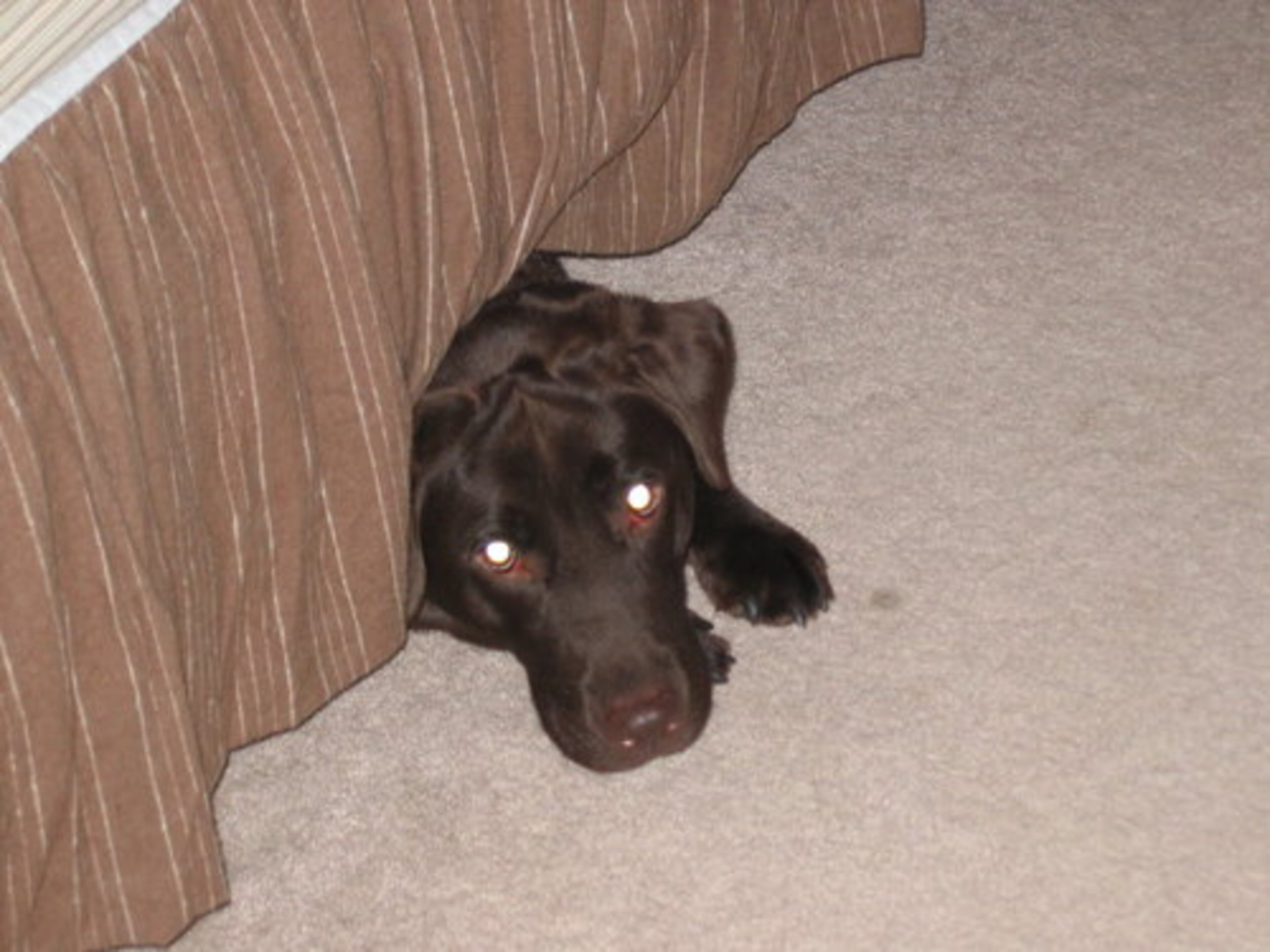 Our chocolate lab, Oprah, in her favorite hiding place: under the bed!
