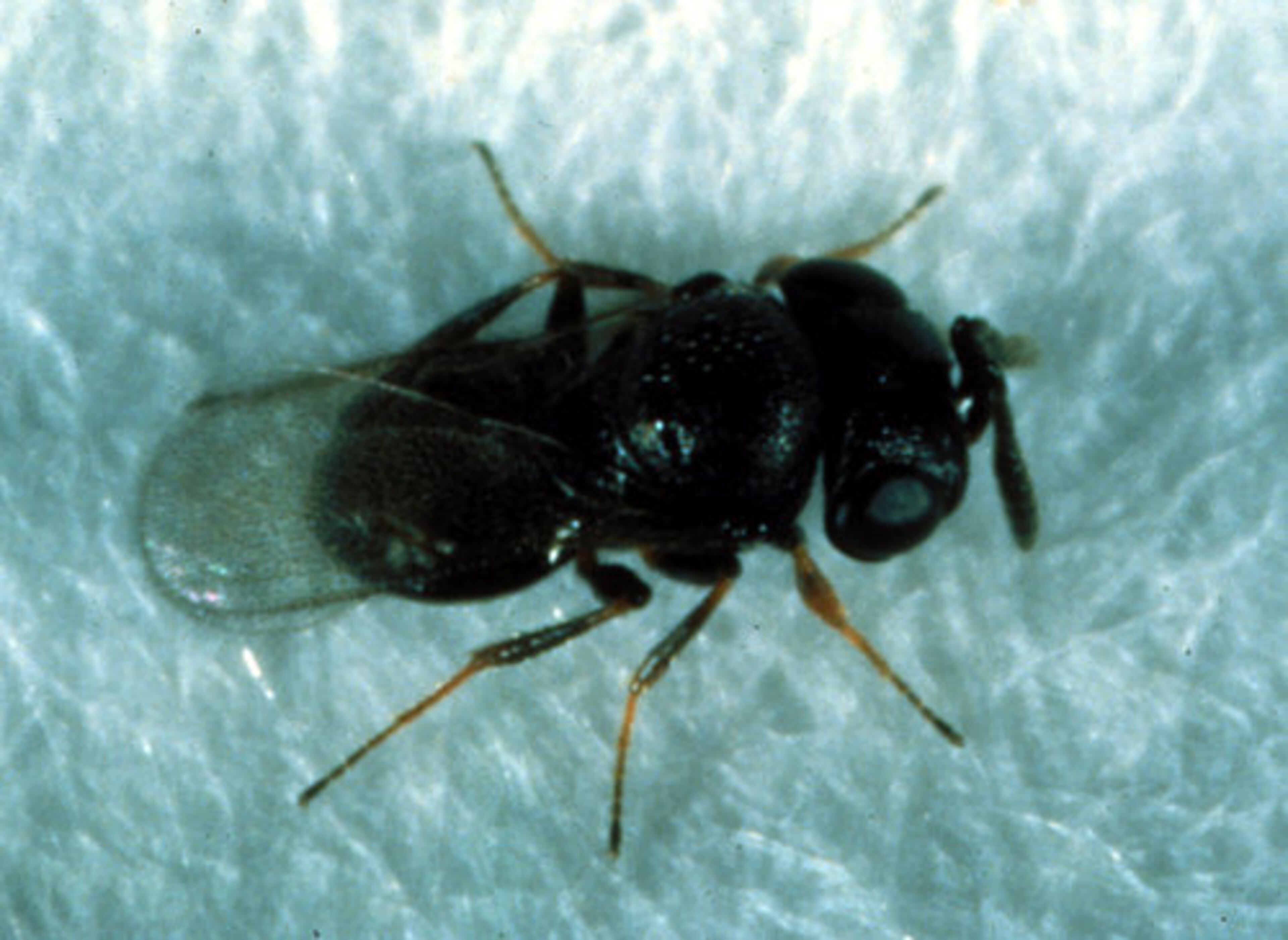 BENEFICIAL: Unlike other forms of stinging wasps, parasitic wasps are very small and rarely seen, but these are very important natural enemies that attack the eggs of pest stink bugs.