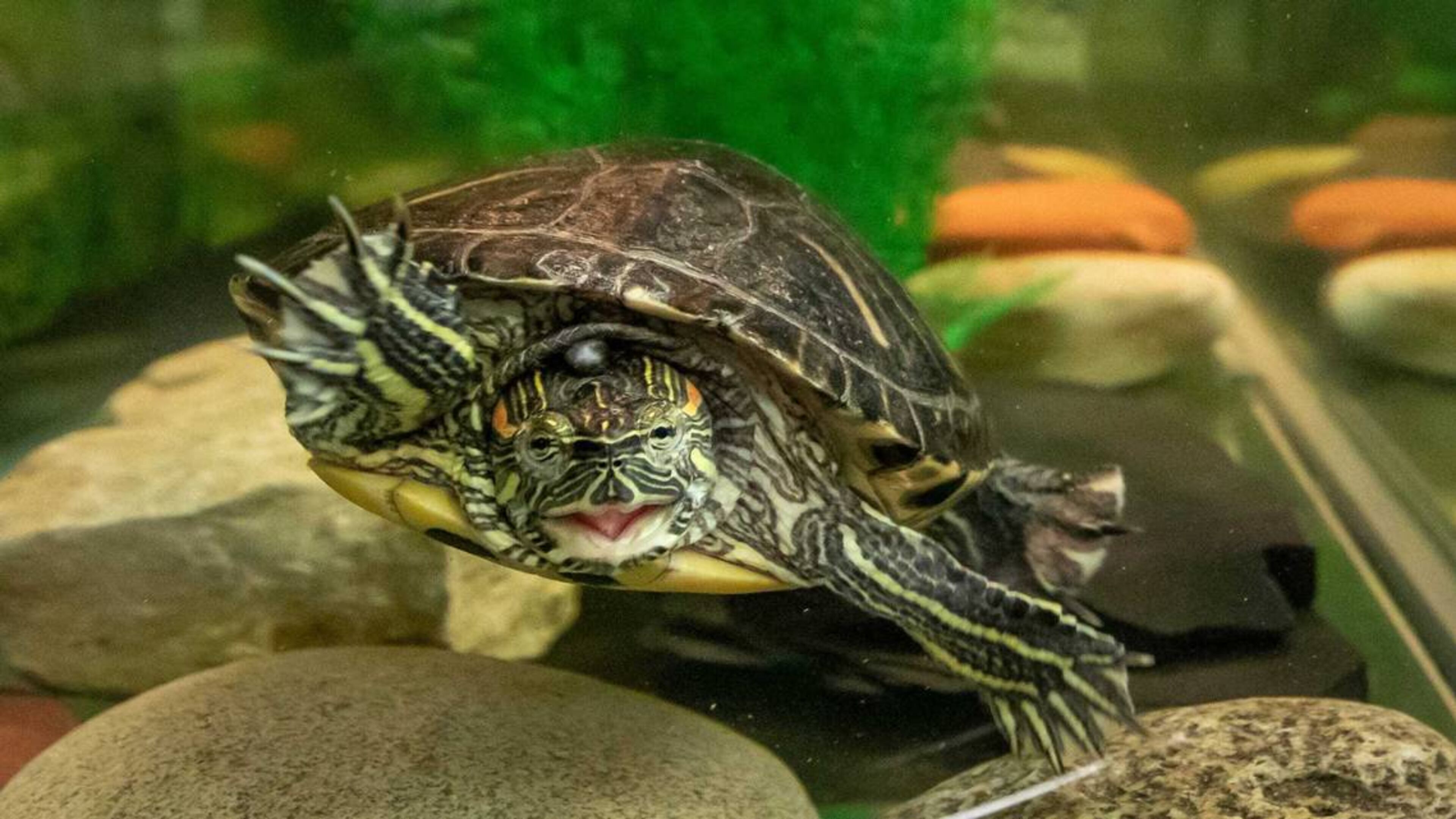 A red-eared slider turtle swims in a tank in Ohio in this file photo. A South Carolina native with a history of illegally trafficking turtles was charged with abusing 15 turtles at his east Macon home. (Photo Courtesy of Adam Cairns/Imagn)