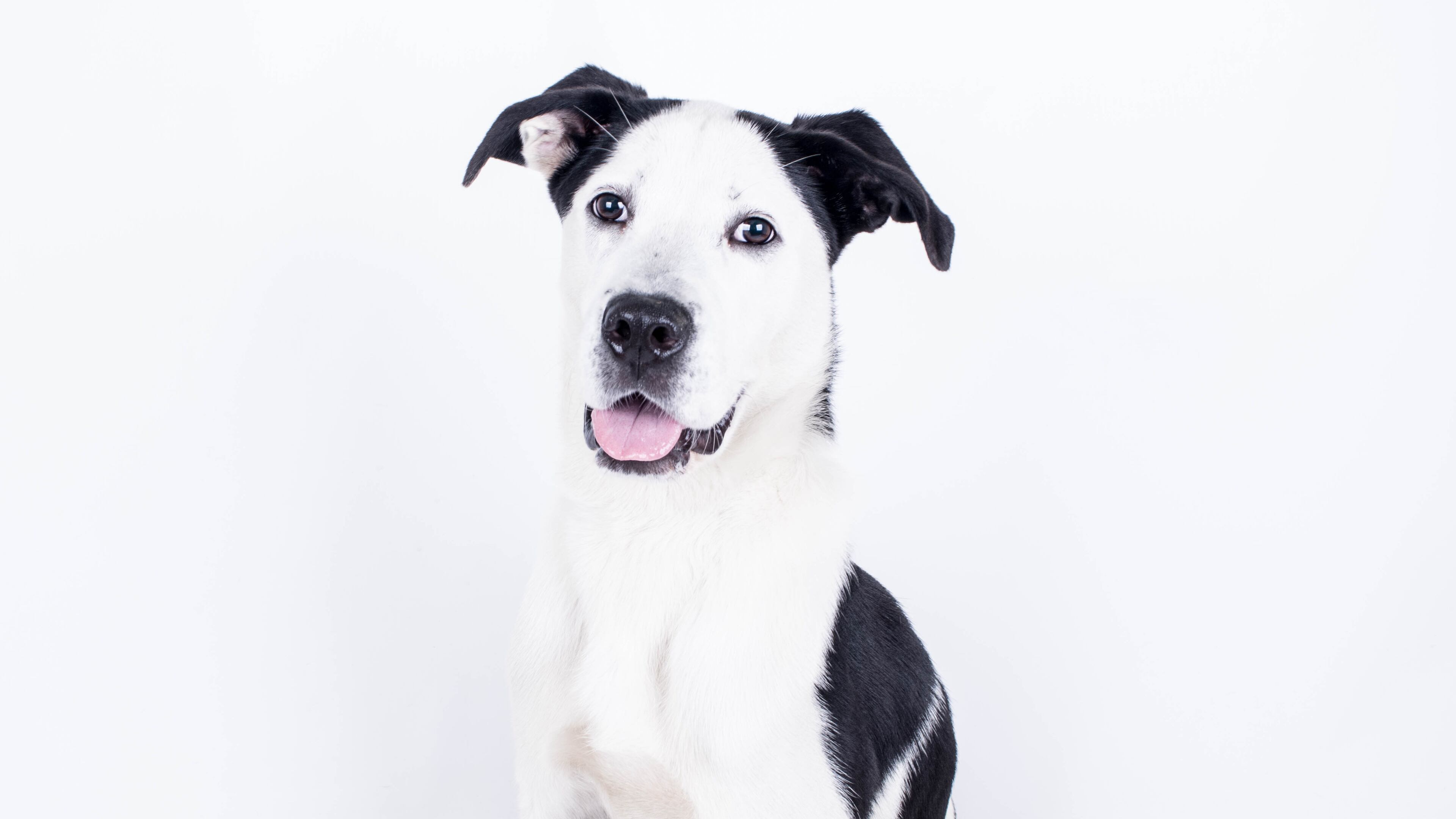 Oreo, a dog at LifeLine Animal Project, is one of the available dogs for adoption.