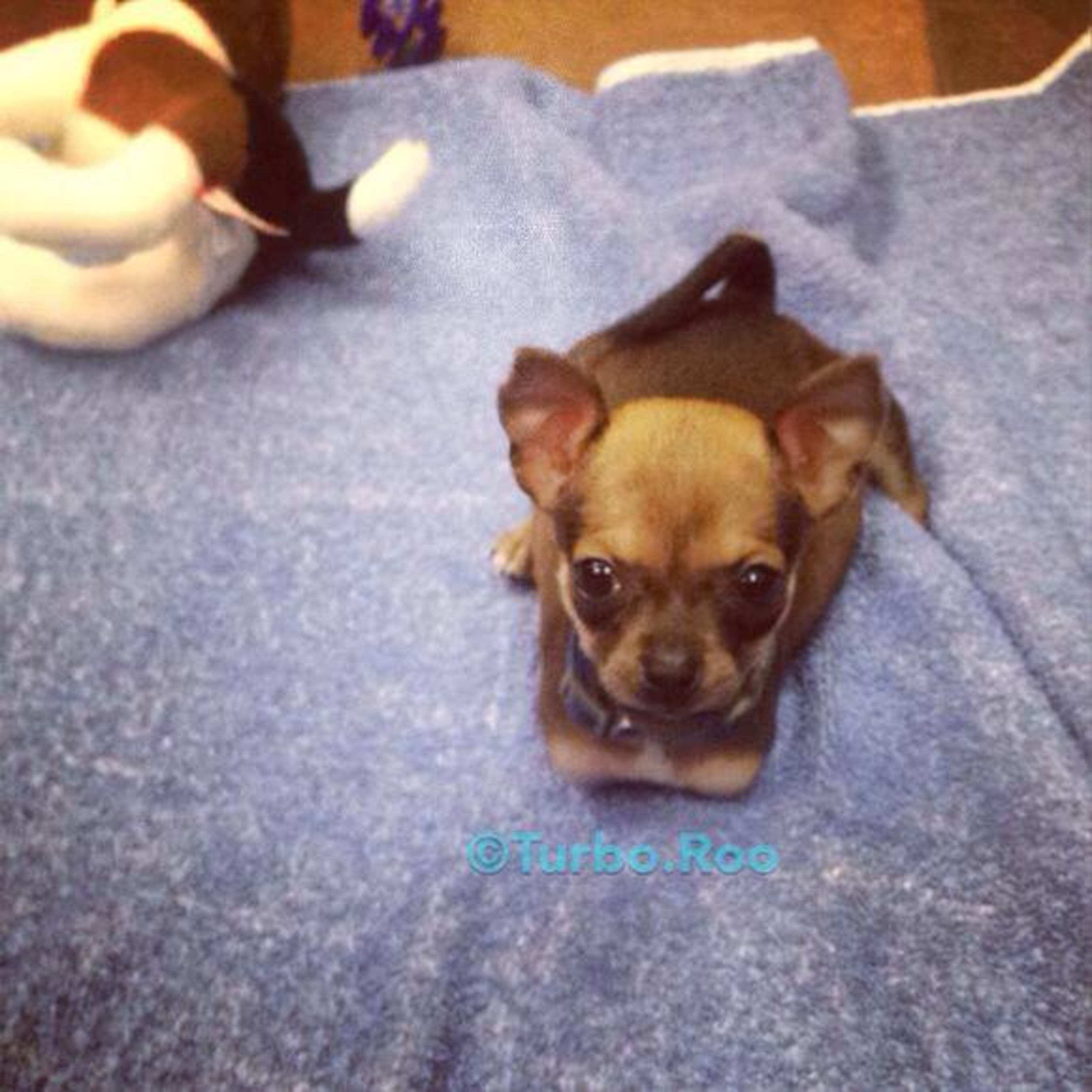 Photos courtesy of Turbo.Roo on Facebook