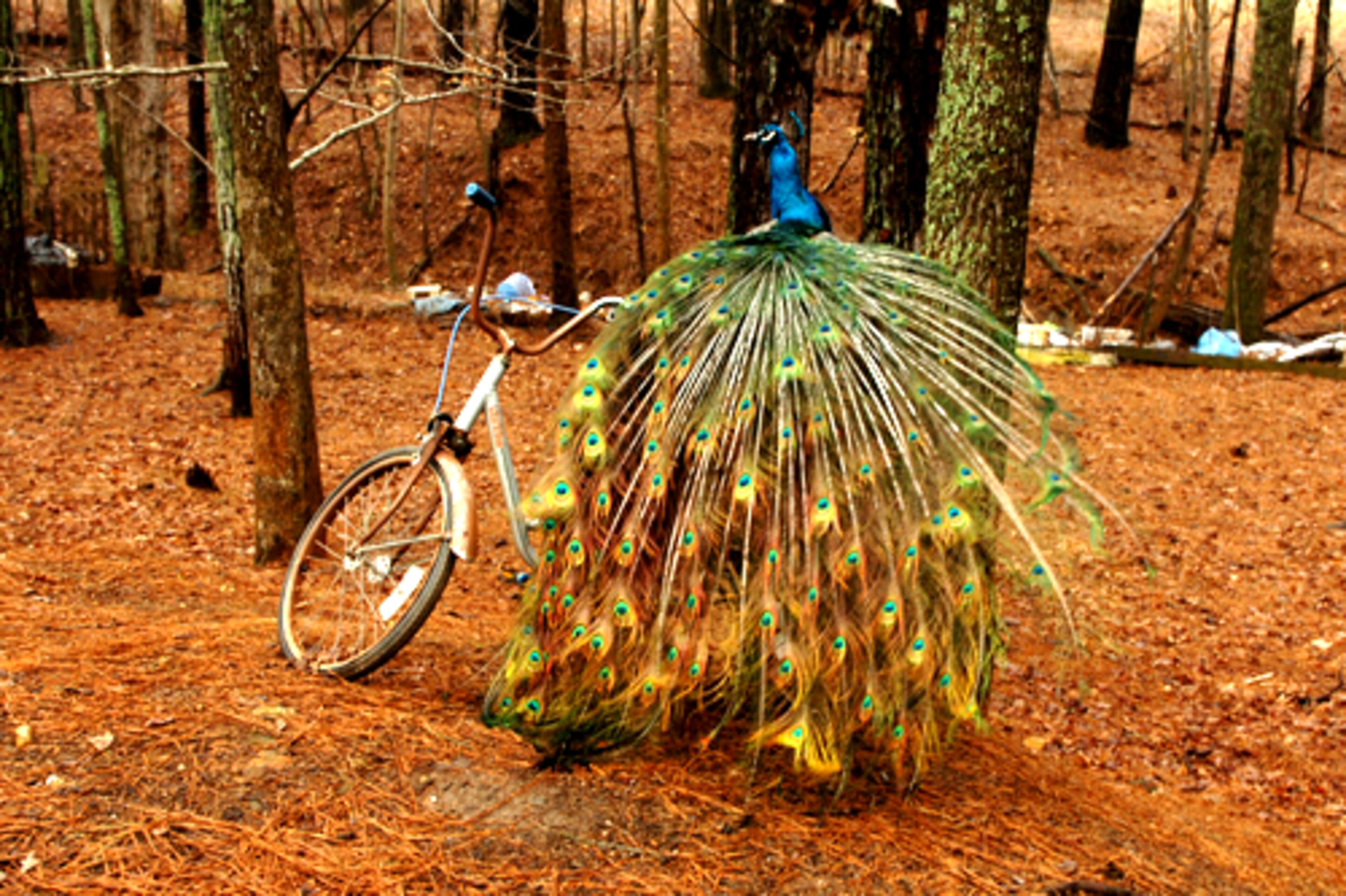 Another view of the peacock. Dye raised her three children after a divorce and worked as a bolt-checker on a production line at the former Owens-Illinois plastic factory, but she injured her hand and left on disability.