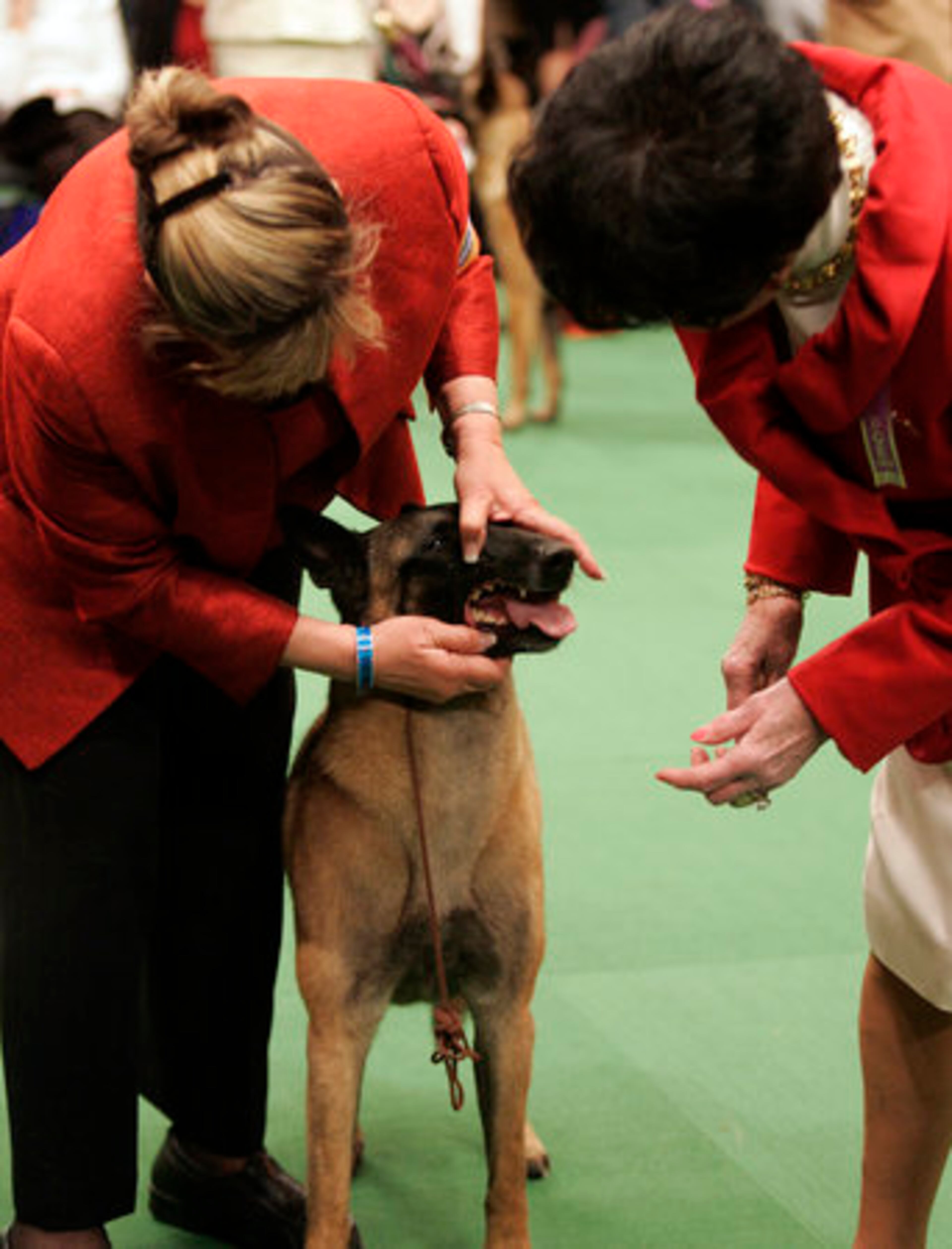A Belgian malinois is judged during the first day of the Westminster Dog Show Monday, Feb. 14, 2011 at Madison Square Garden in New York.