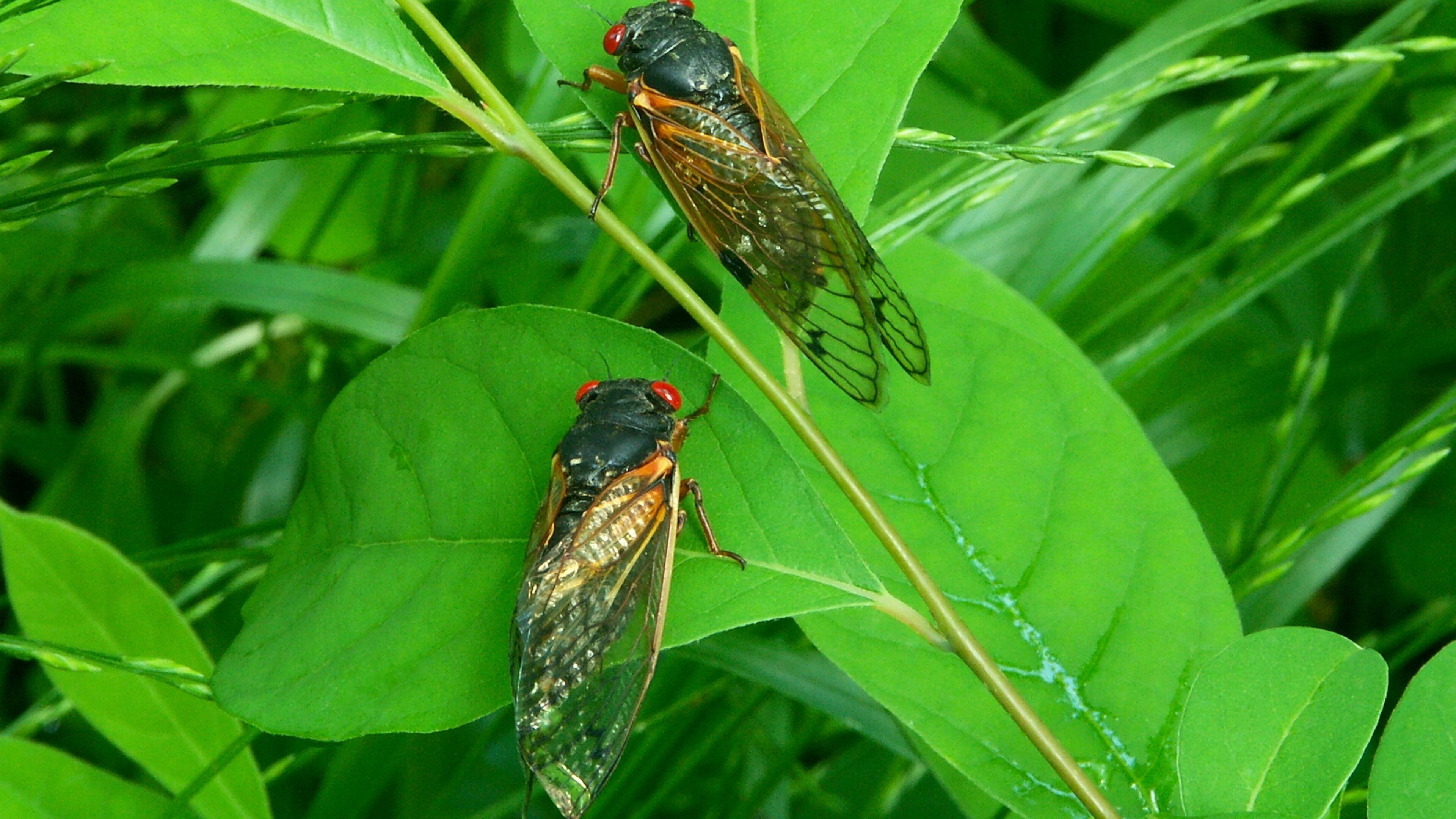 Two big broods of periodical cicadas are emerging this spring in the eastern U.S. (Harvey Wilcox/Dreamstime/TNS)
