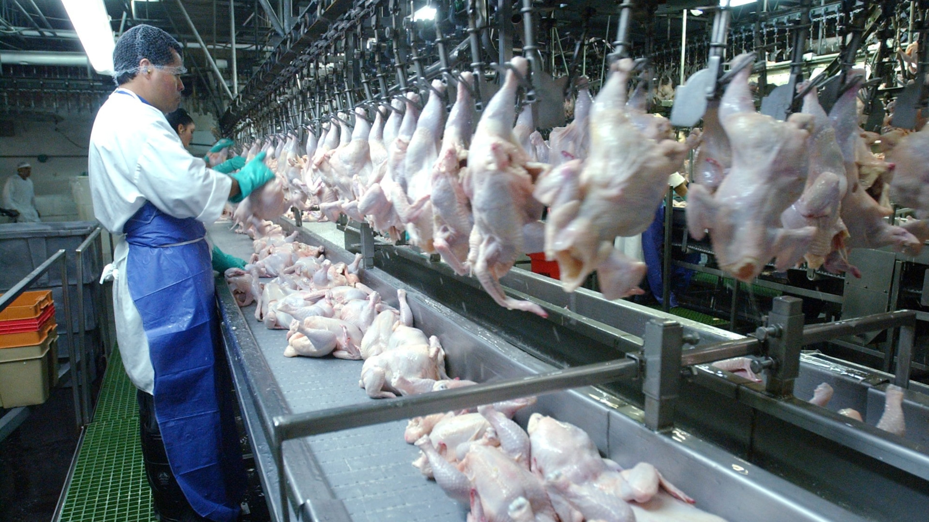 Chickens travel down a conveyer belt from the chiller and are placed on hooks that weigh them and sort them by weight at the Mar-Jac Poultry processing plant in Gainesville. Poultry processors says they are having a hard time finding enough workers to fill open positions. (Kimberly Smith/staff)