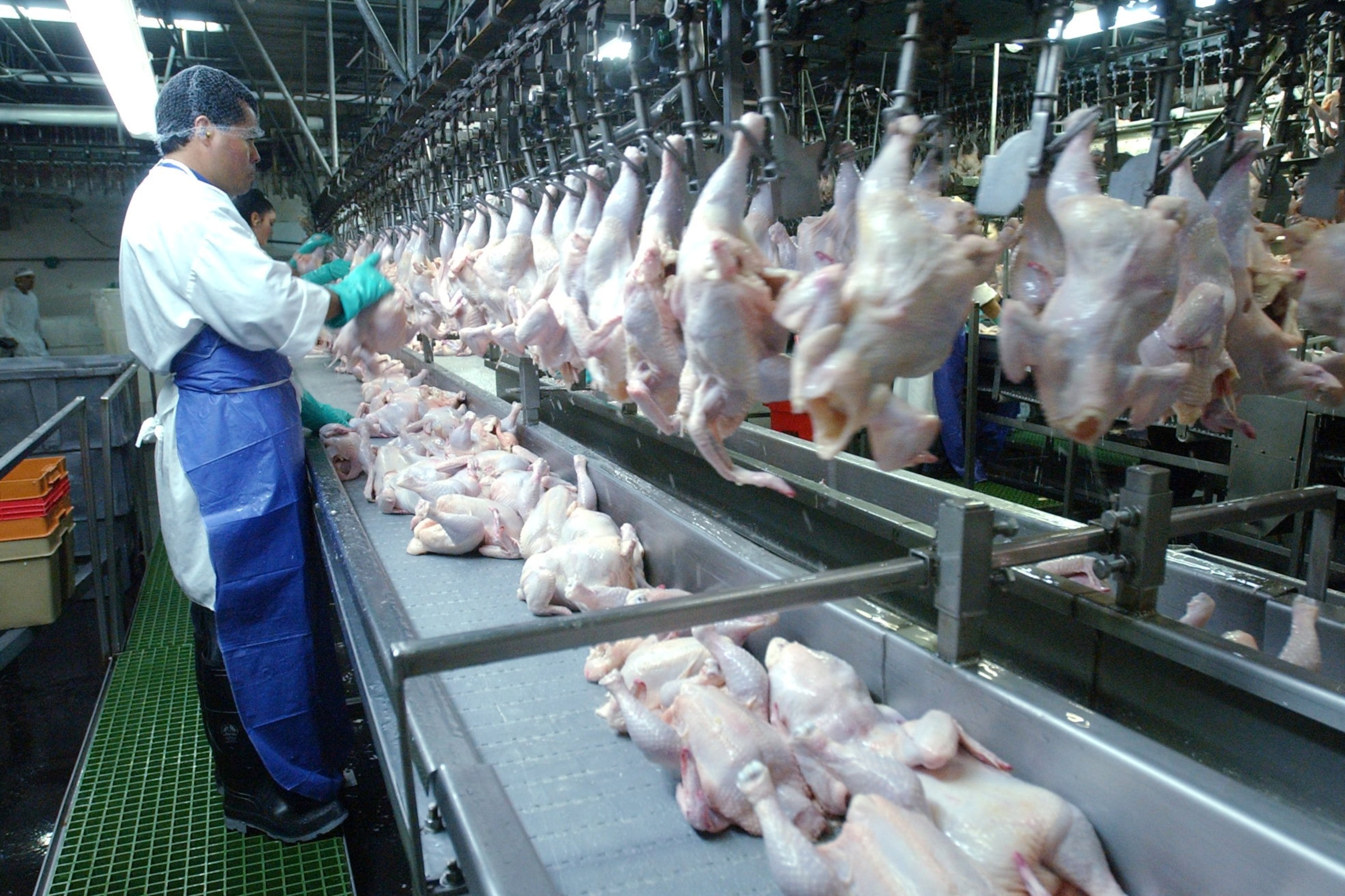 Chickens travel down a conveyor belt from the chiller and are placed on hooks that weigh them and sort them by weight at the Mar-Jac Poultry processing plant in Gainesville, Georgia. (Kimberly Smith/AJC 2003 file)