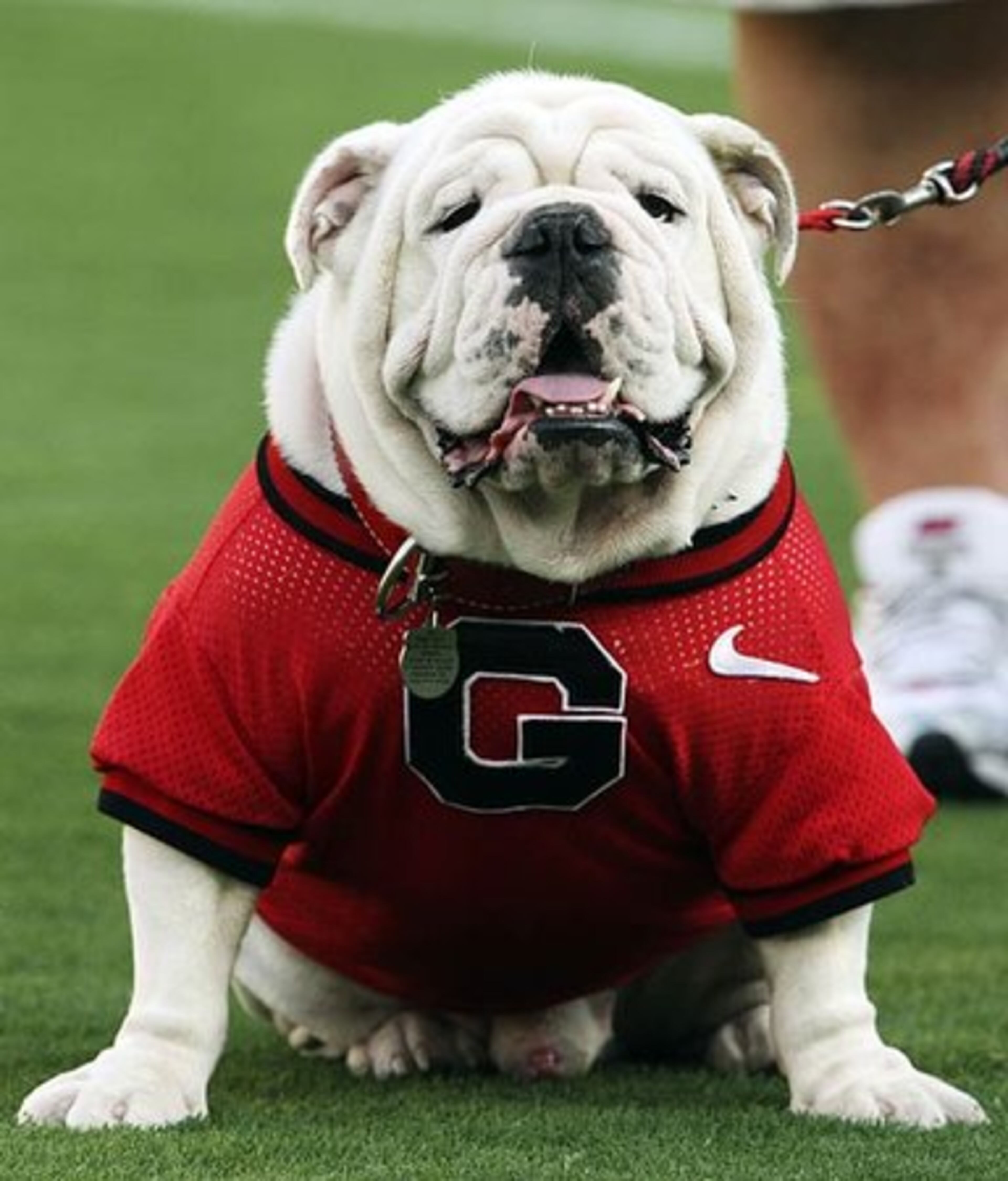 2. Uga, Georgia. Normally, dogs in sweaters are hard to take seriously. This English Bulldog, however, could make a tutu look tough. And by the way, don't even think about trying to put a tutu on Uga. -- Ralph D. Russo, AP