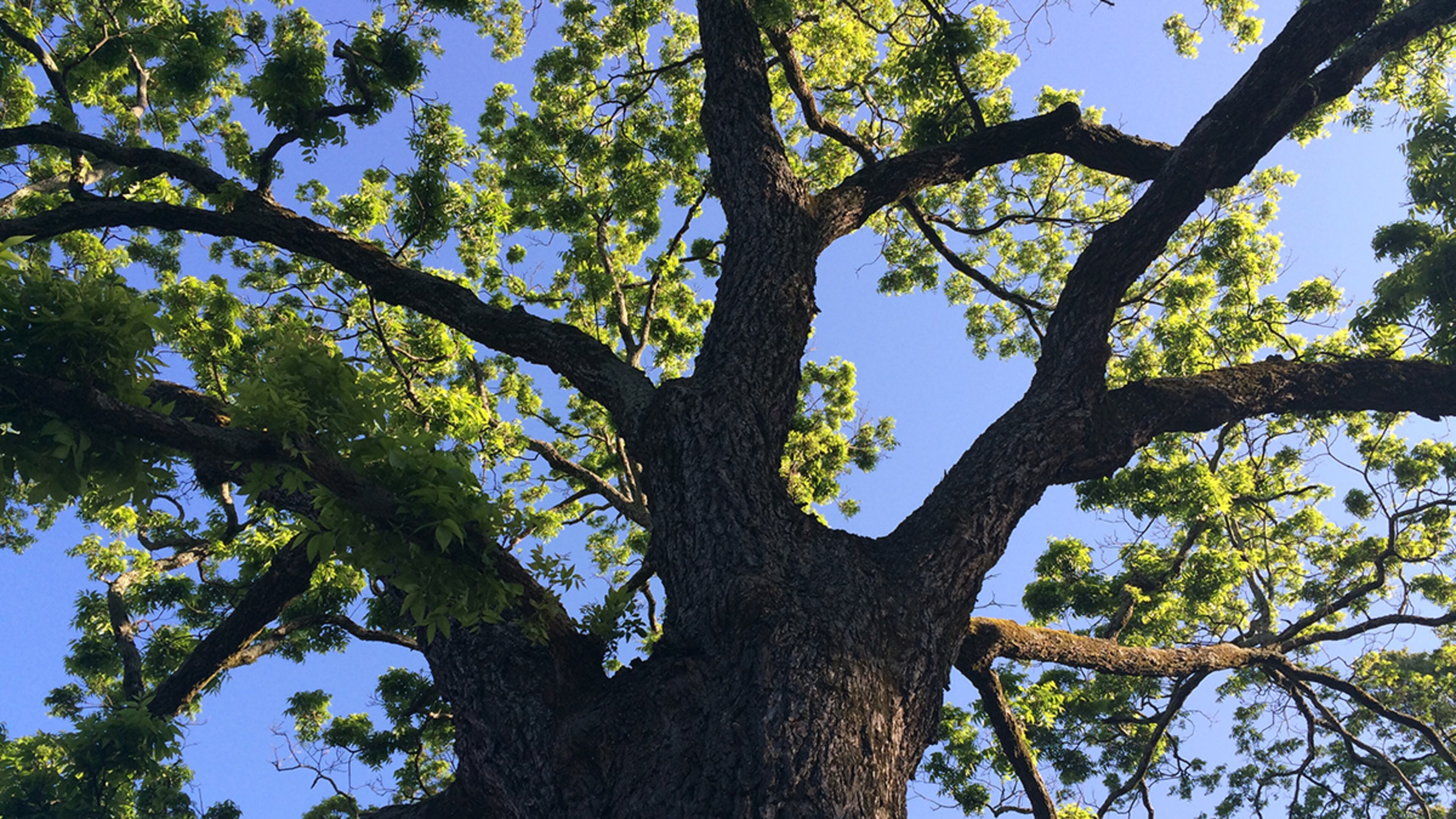 Some of Atlanta's trees have become local celebrities. This Arbor Day, the AJC has created a Who's Who of Atlanta Trees. Visit MyAJC.com for the full story.