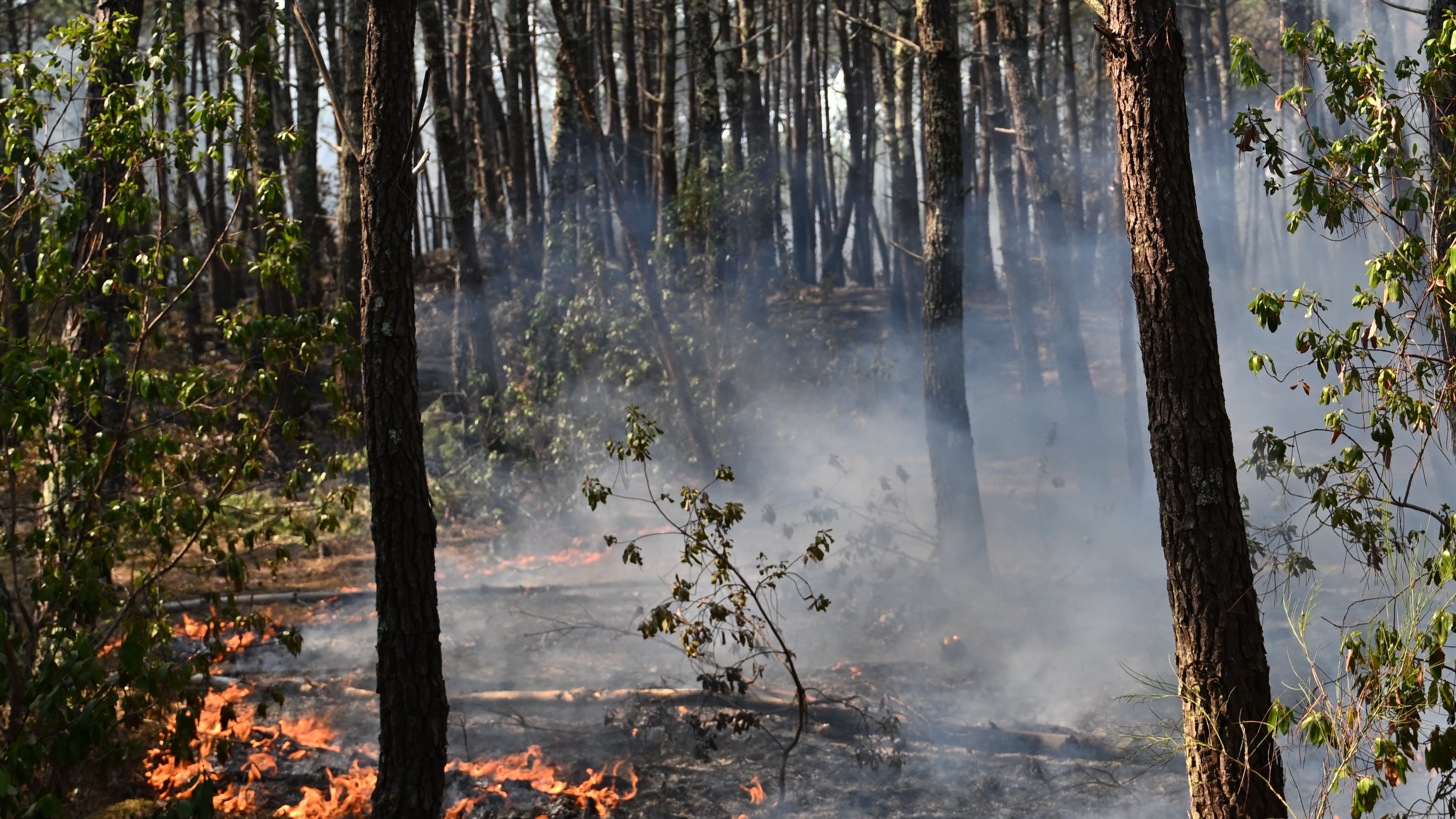 A fire burns in a forest near Claouey, during wildfires in southwestern France, Wednesday, July 29, 2026. (AP Photo/Emma Da Silva)