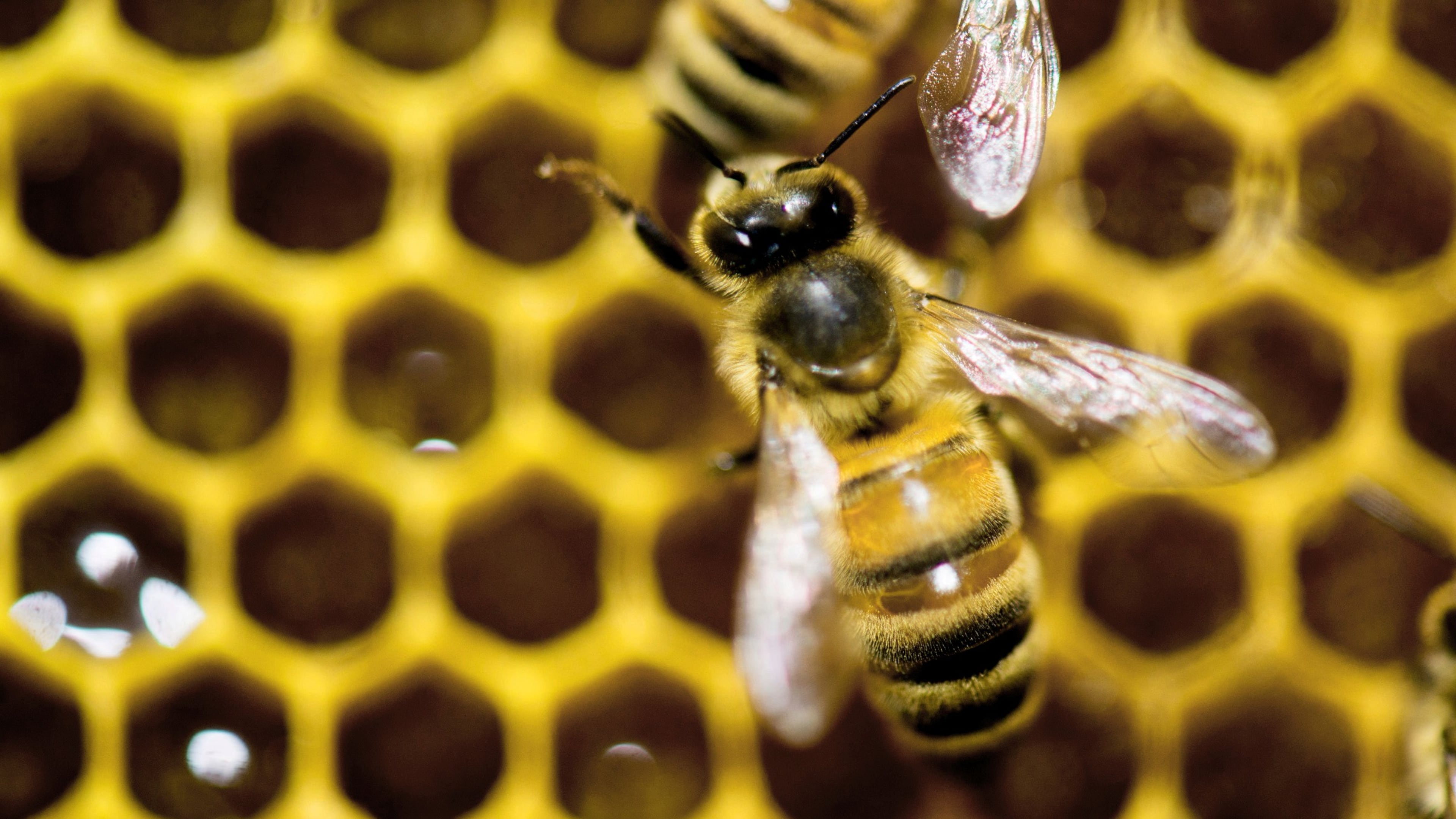 FILE - A hive of honeybees on display at the Vermont Beekeeping Supply booth at the annual Vermont Farm Show at the Champlain Valley Expo in Essex Junction, Vt., Jan. 28, 2014. (AP Photo/Andy Duback, File)