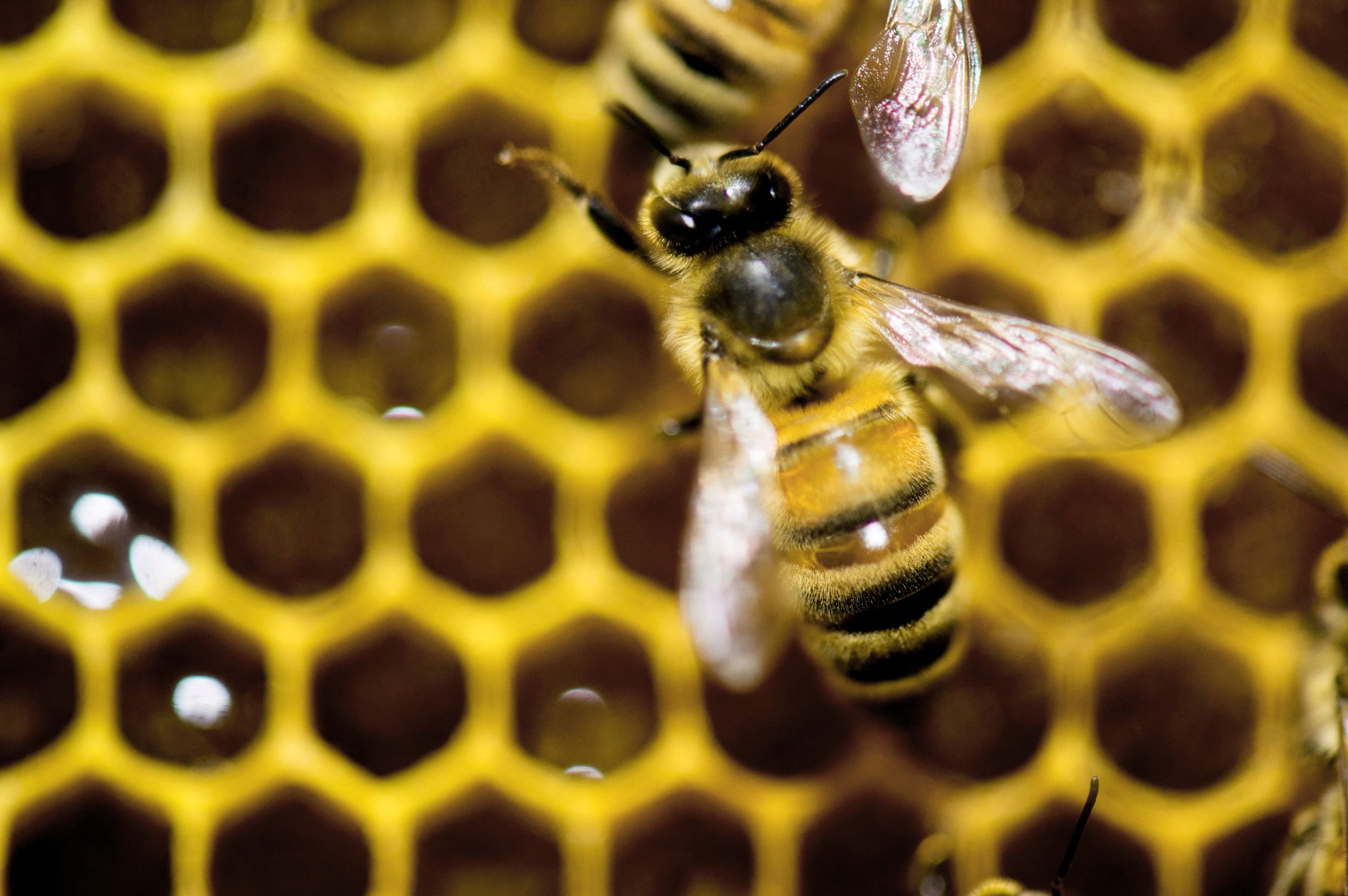 Worker Honeybees