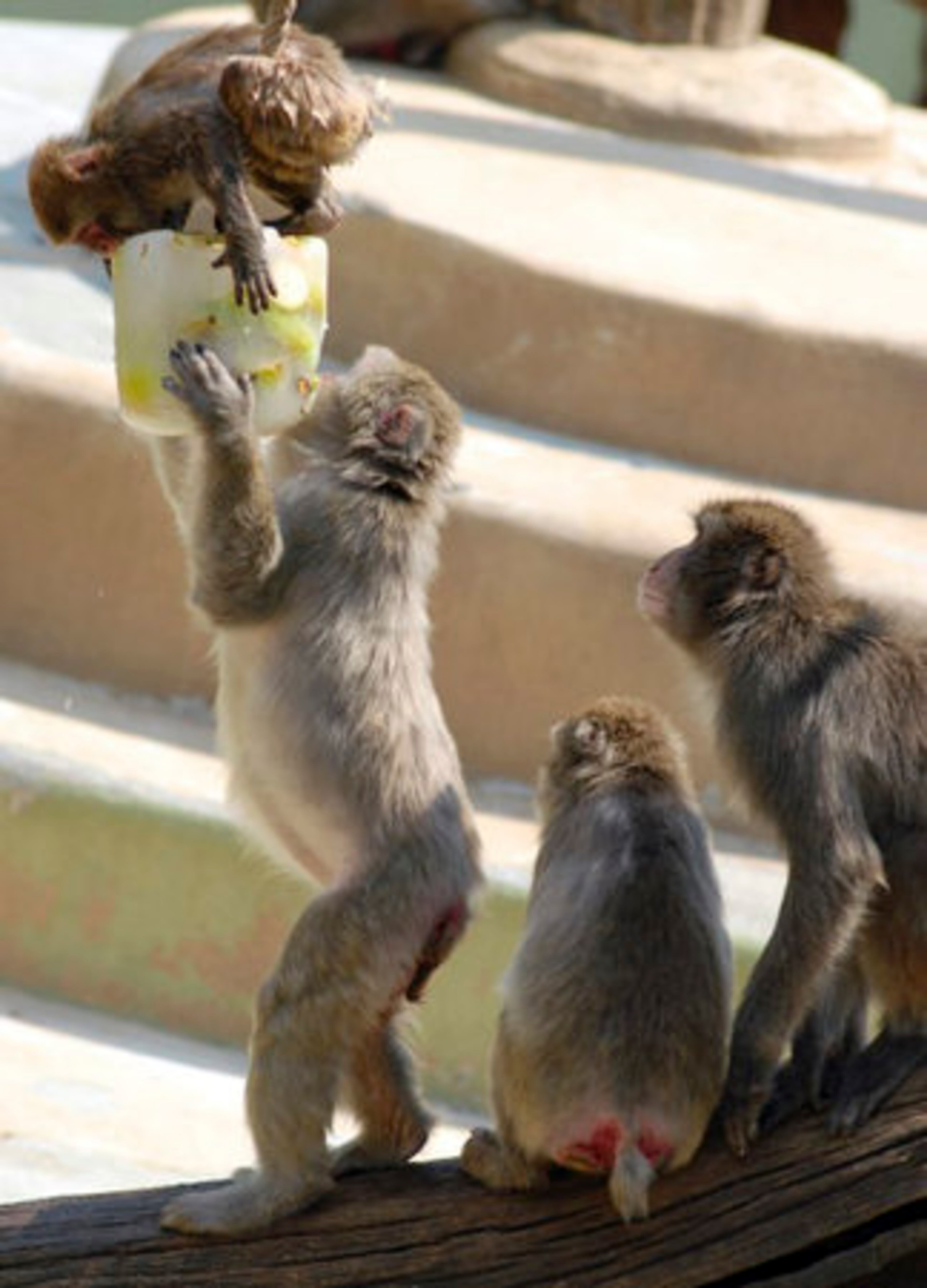 In this photo made available by Rome Bioparco Foundation, macaques eat from a block of frozen fruit to refresh themselves, in Rome's zoo, Tuesday, July, 12, 2011. Zoo staff offered animals frozen fruit to refresh them as temperatures reached 104 Farenheit in many Italian cities.