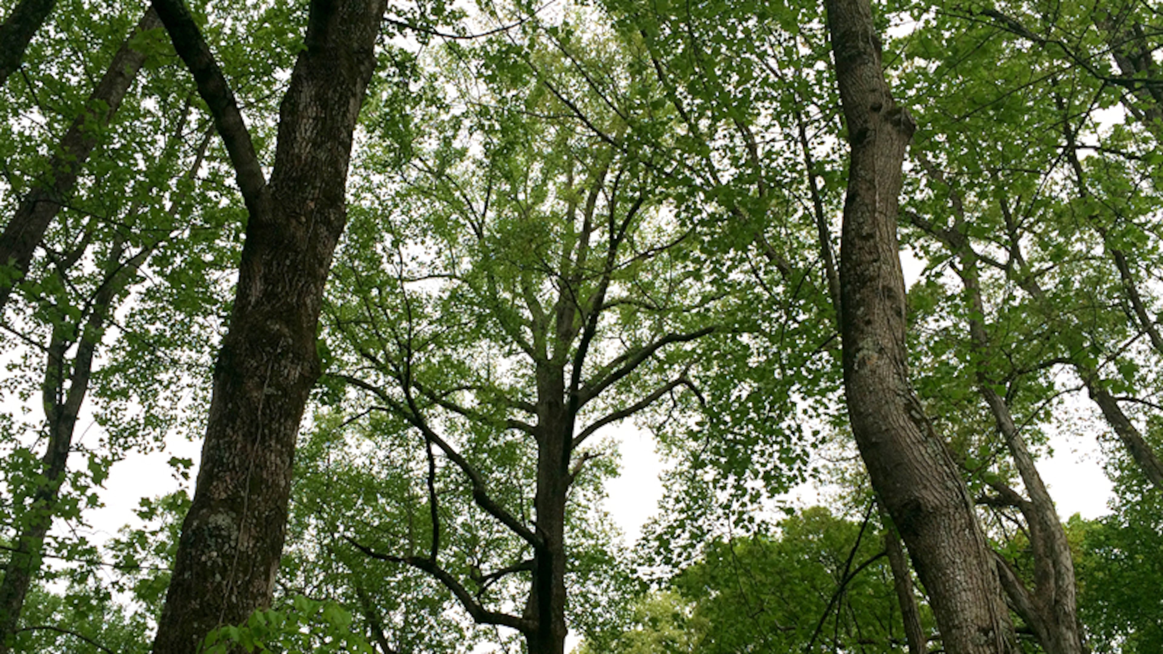 Sandy Springs is partnering with Trees Atlanta in a program that seeks to preserve and plant 1 million trees in the Atlanta metro area by 2030.