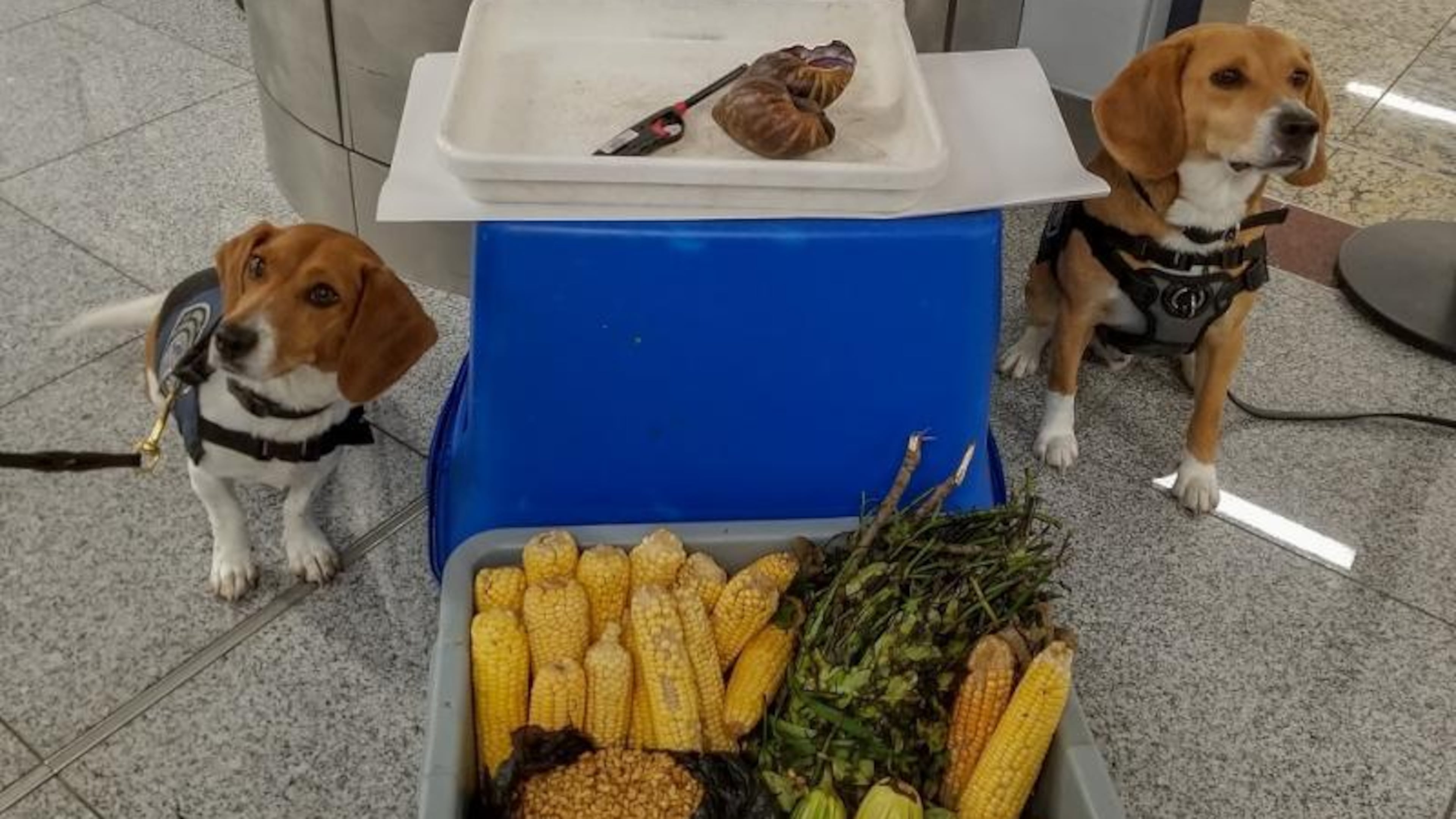 Candie, left, and Chipper, right, sniffed out the snails and food pictured. Source: U.S. Customs and Border Protection