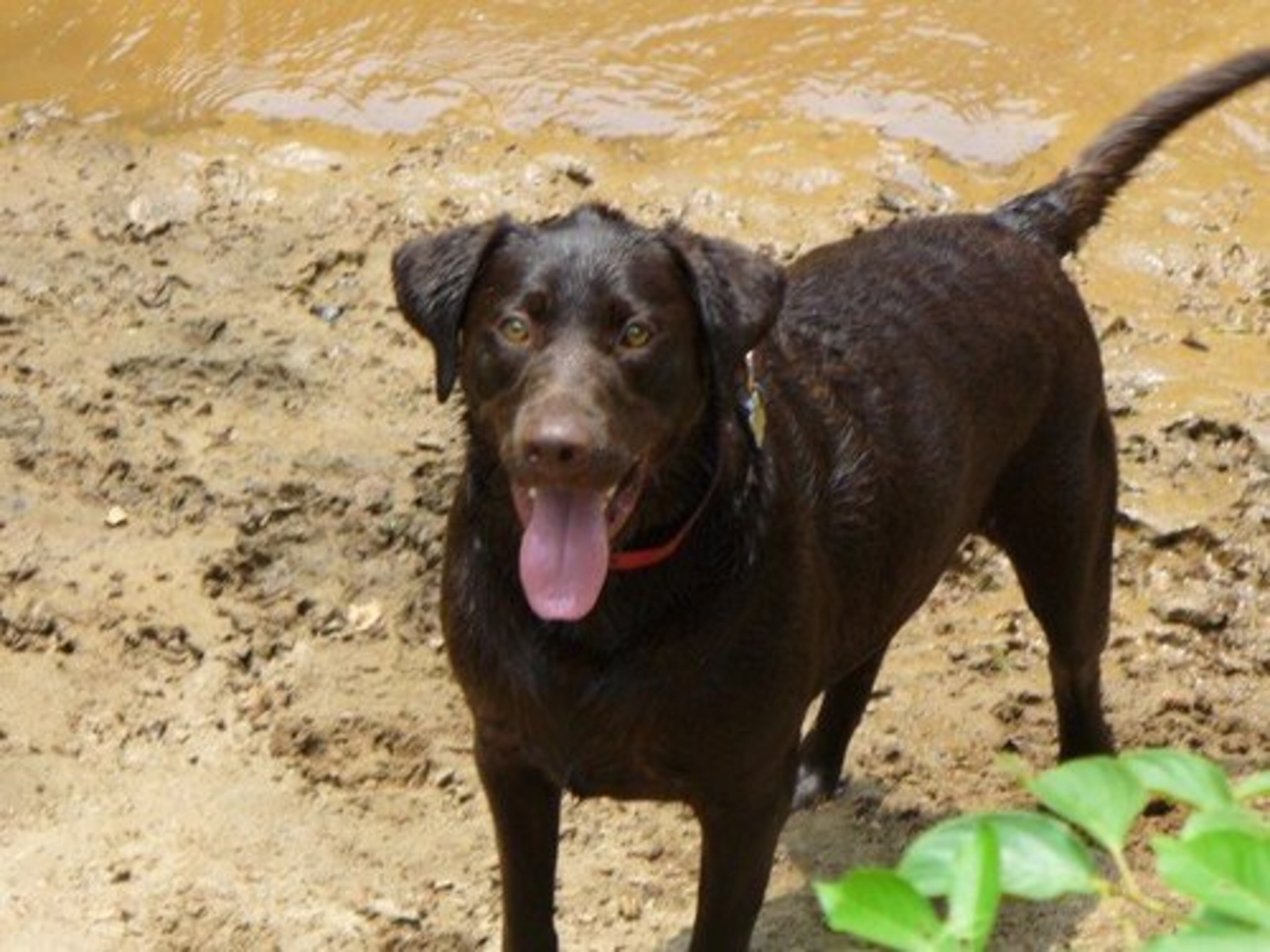 Throw something! I need the swim practice!
