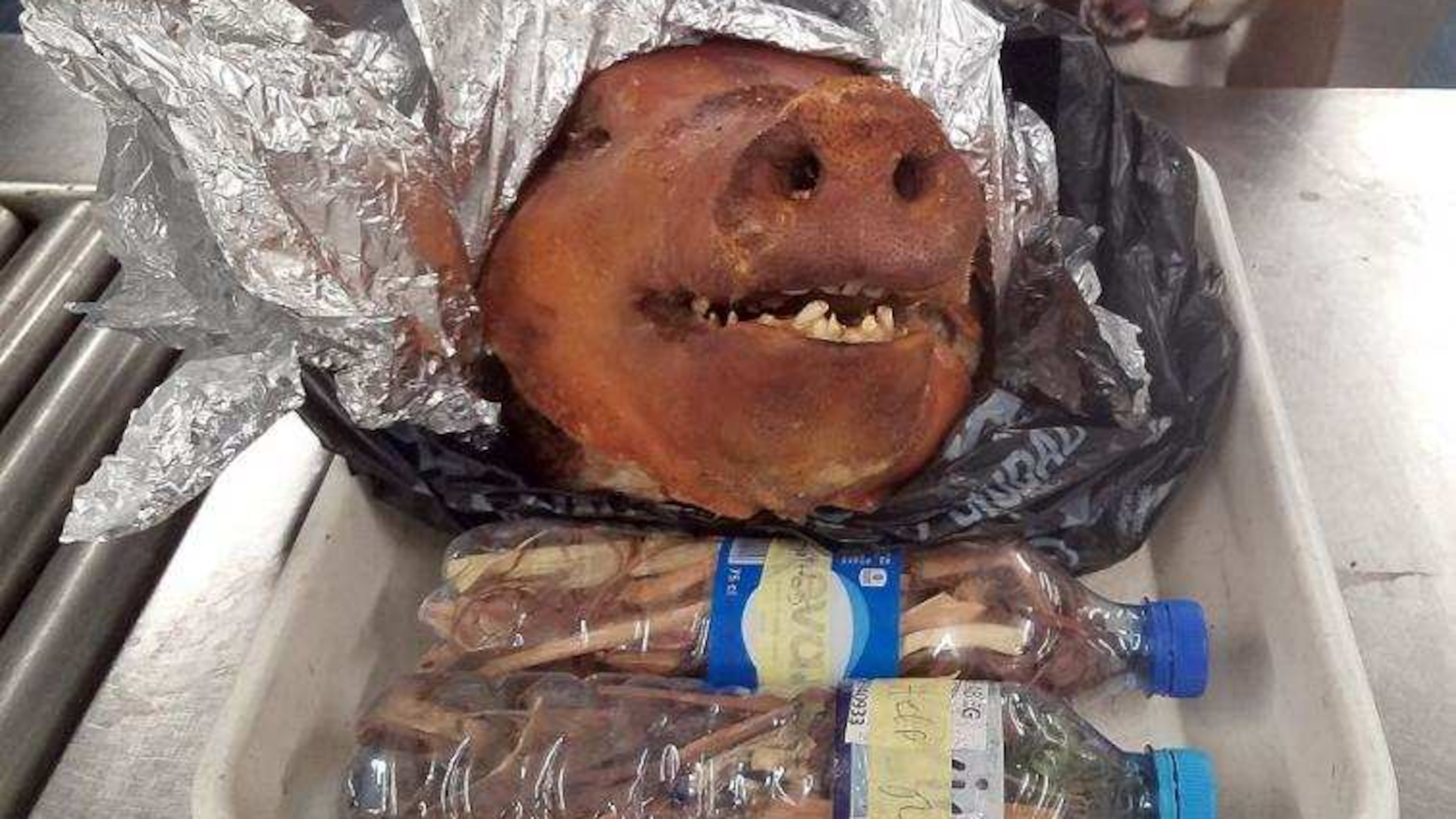 U.S. Customs and Border Protection K9 "Hardy" detected this roasted pig head in checked luggage at Hartsfield-Jackson.