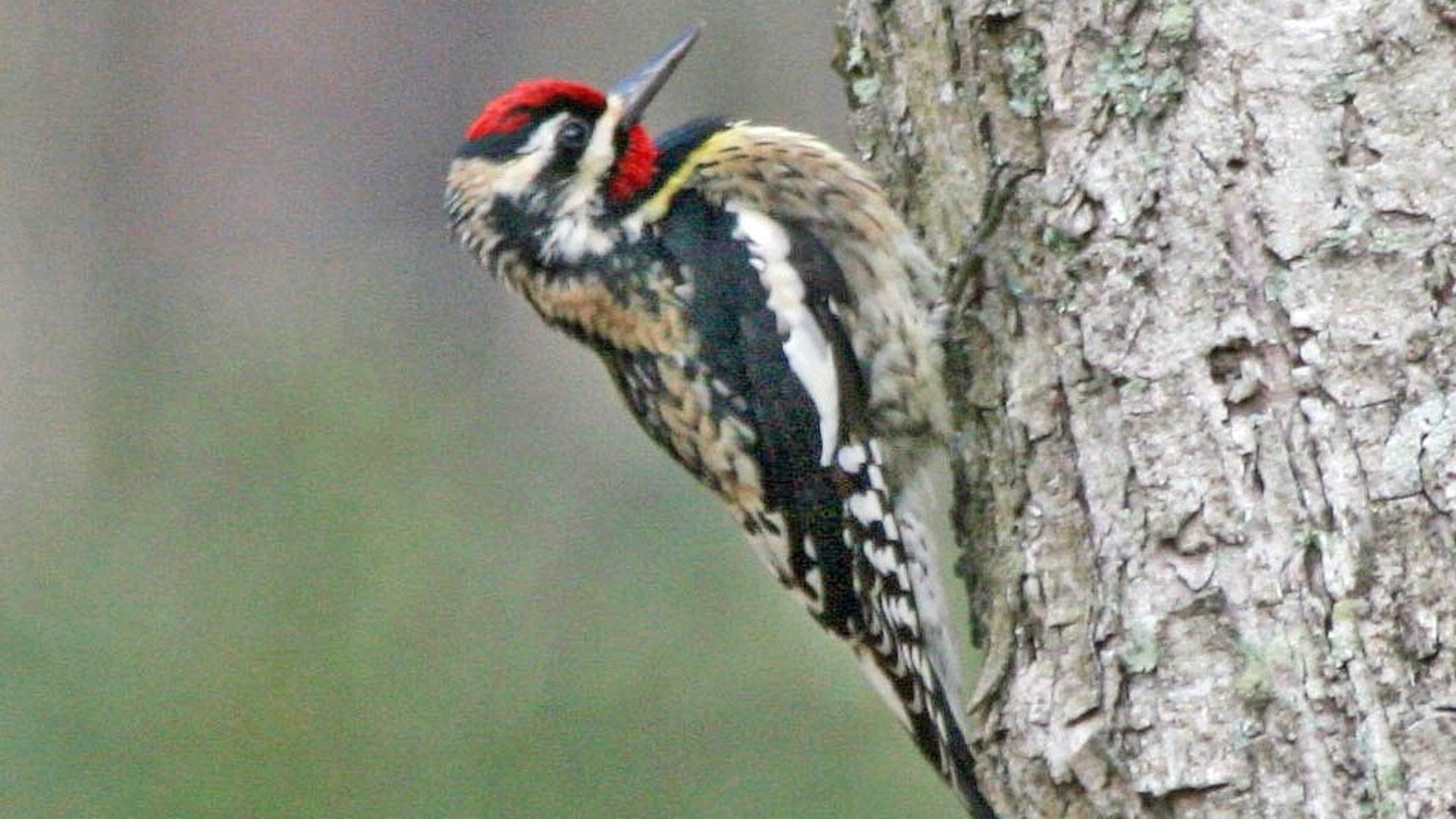 The yellow-bellied sapsucker nests up north during spring and summer and migrates to Georgia and other southern climes for the winter. It is known for drilling holes in tree trunks to drink the trees’ flowing sap. (Dick Daniels/Creative Commons)