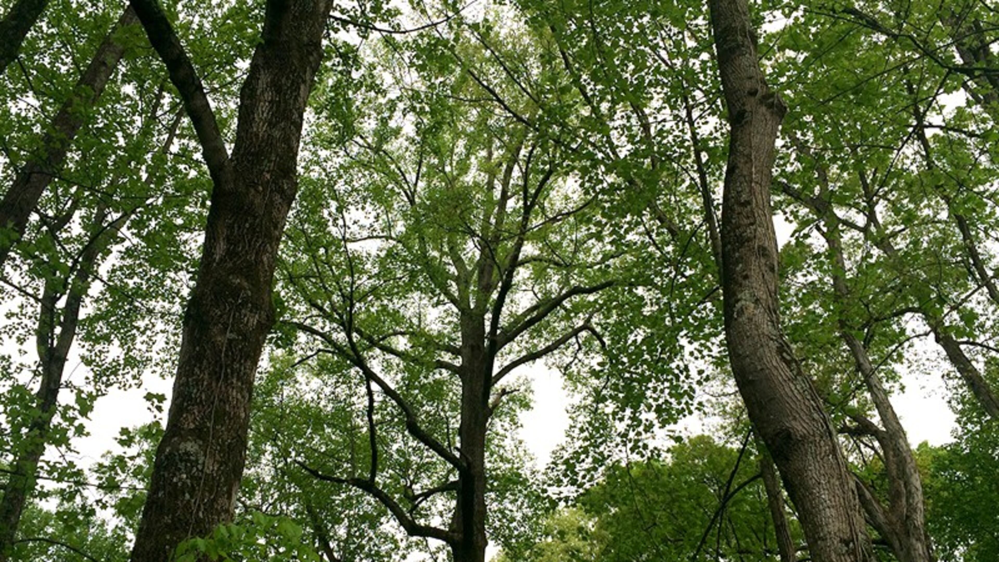 Protecting natural resources is the theme of the annual meeting of the Sandy Springs Council of Neighborhoods. The meeting starts at 6 p.m., March 13, in the Cottage at Lost Corner Preserve Park, 7300 Brandon Mill Road. AJC FILE