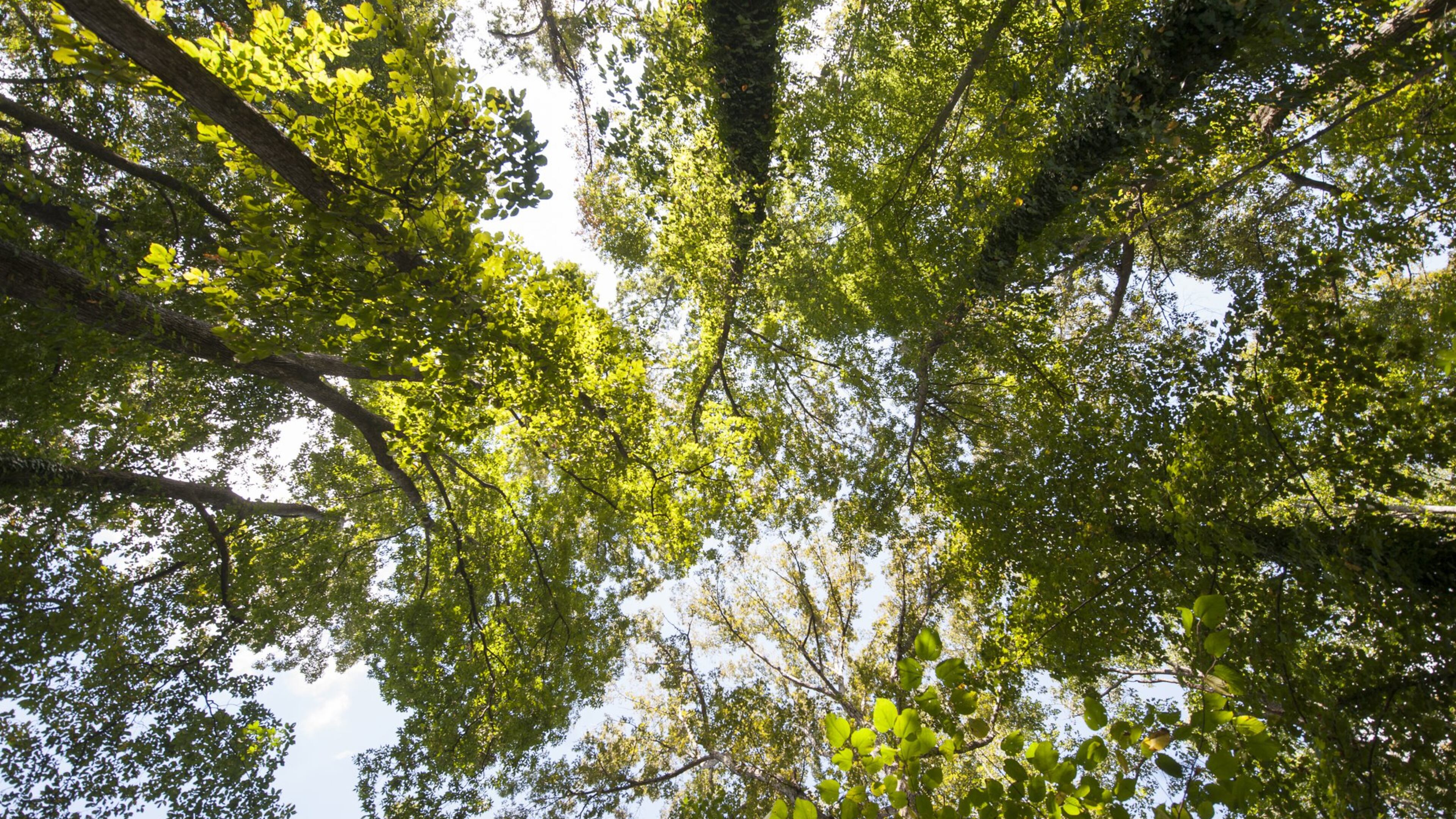 FILE PHOTO: Wylene Tritt is trying to sell her land to Cobb County as a historic park. (DAVID BARNES / DAVID.BARNES@AJC.COM)