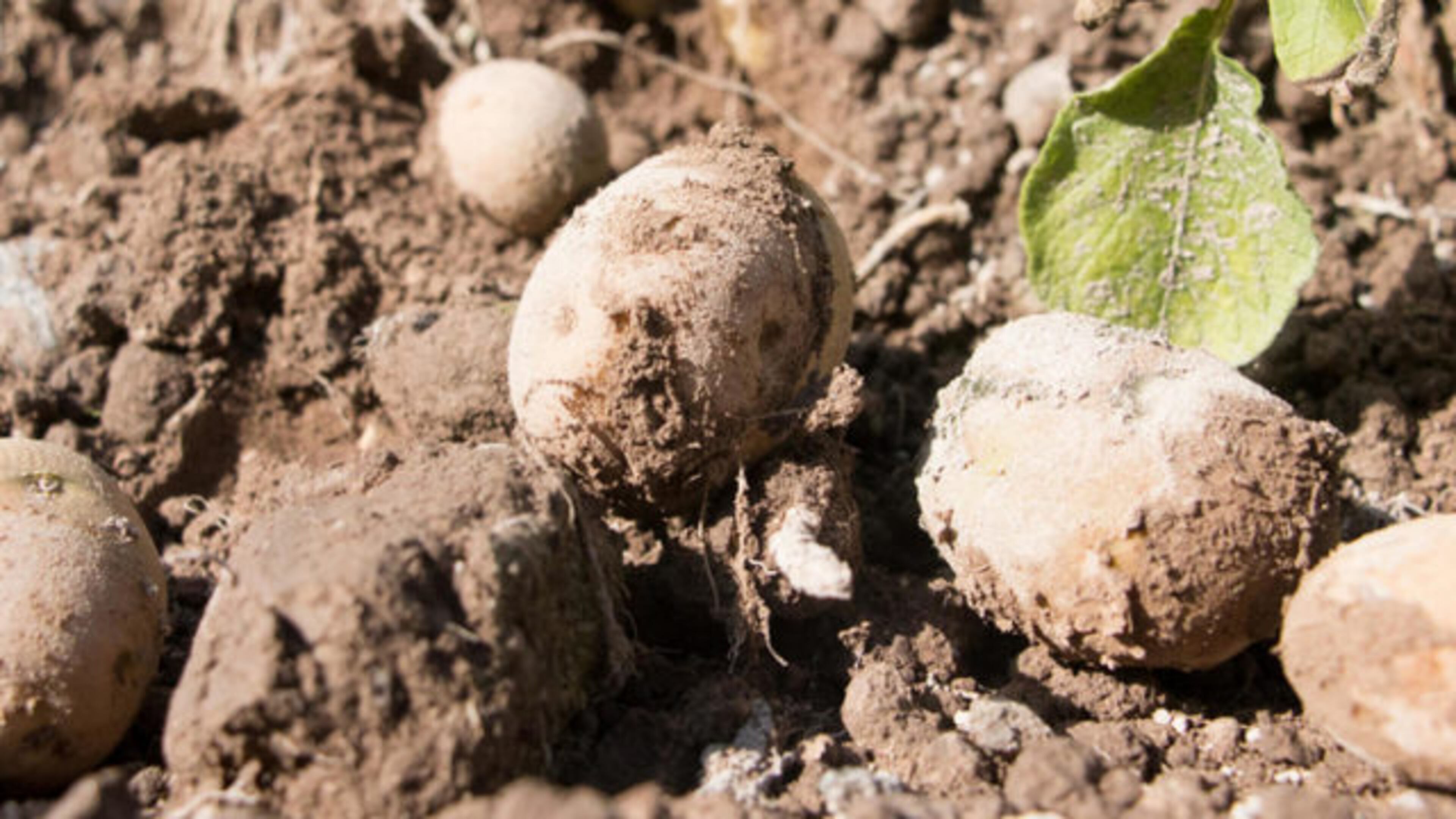 Potatoes grown from trash. (Photo: Seattle Seahawks)