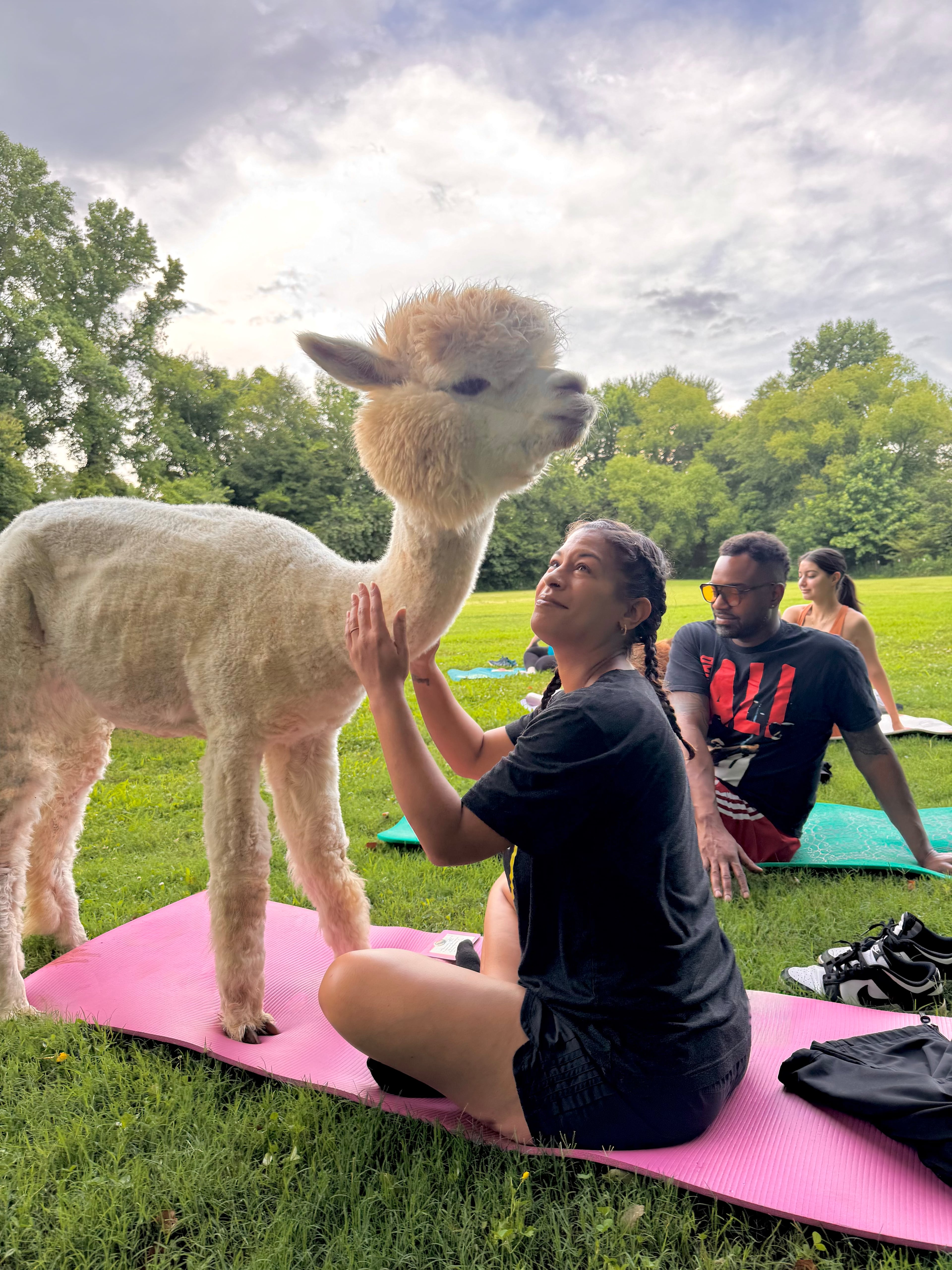 Hang out with alpacas while practicing yoga at Lost Mountain Alpaca Ranch in Powder Springs. (Courtesy of Lost Mountain Alpaca Ranch)