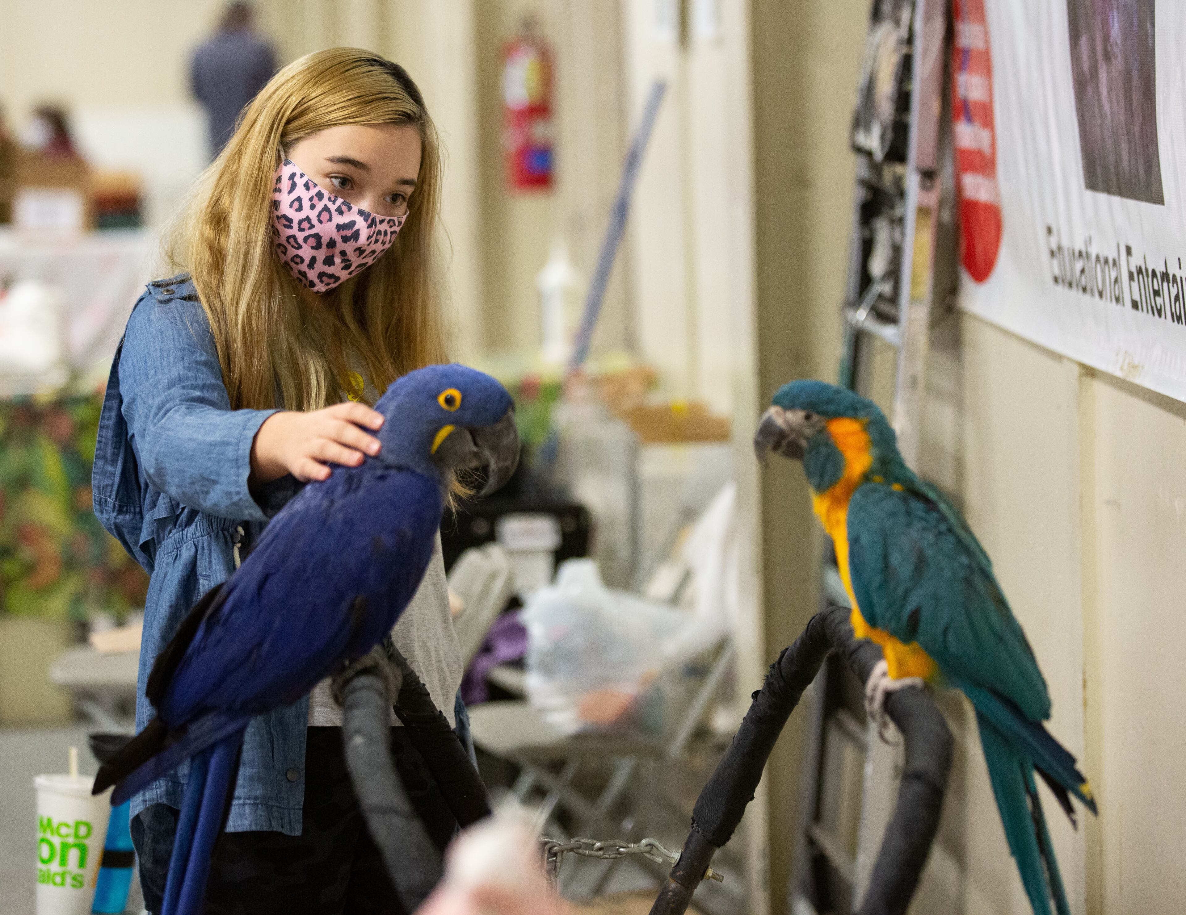 Aleasa Yanermay, 11. pets one of the birds on display at the Southeast Exotic Bird Fair at the Gwinnett County Fairgrounds on Saturday, December 5, 2020. (Photo: Steve Schaefer for The Atlanta Journal-Constitution)