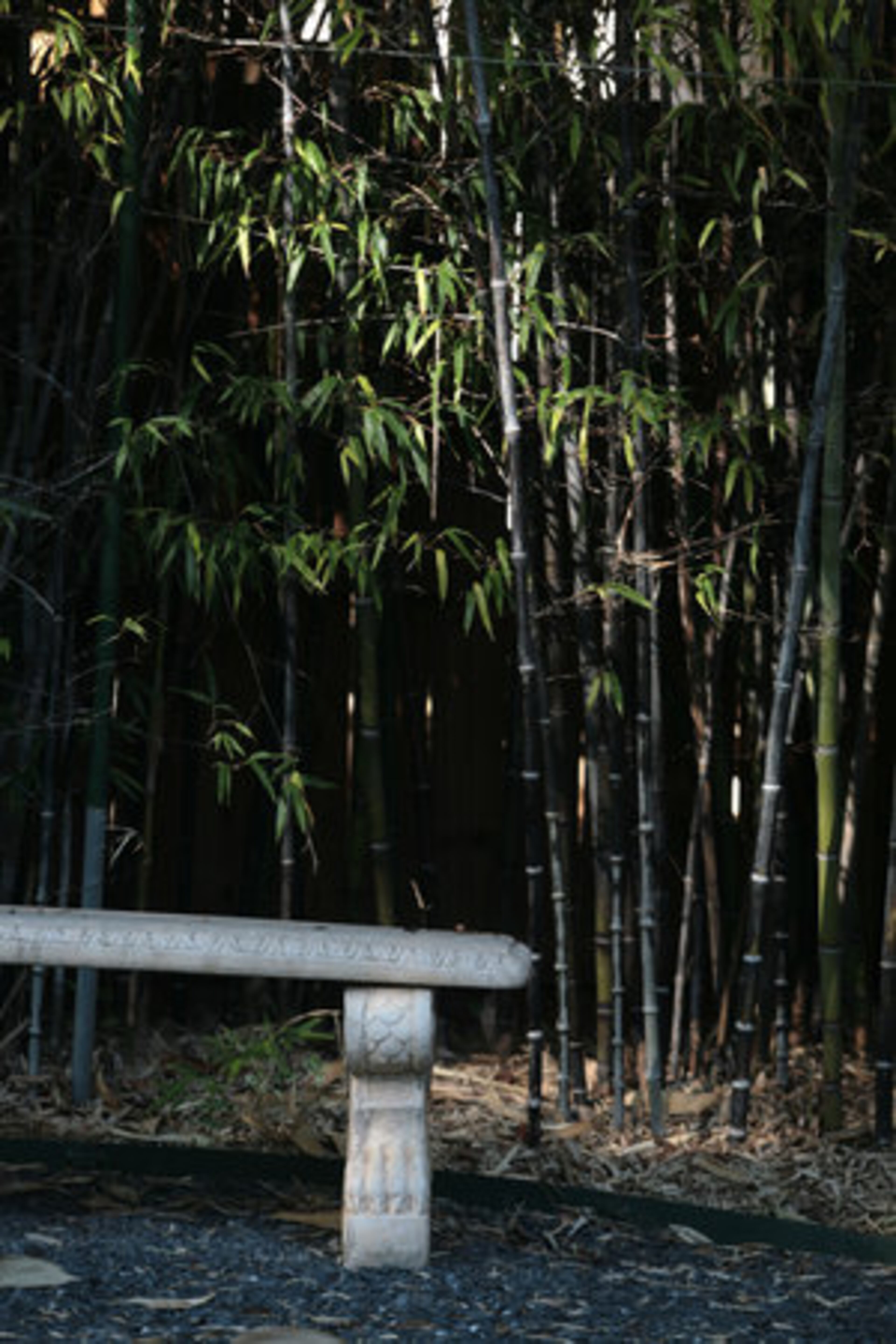 Black and arrow bamboo creates a tropical privacy fence and hides the traditional planked fence behind. McCraw, who learned to garden from her aunt while living in Germany, said planning for the oft-invasive bamboo is key. A retention wall 3 feet deep and a barrier commercially used for hazardous spills help keep the bamboo from creeping beyond its intended spot.
