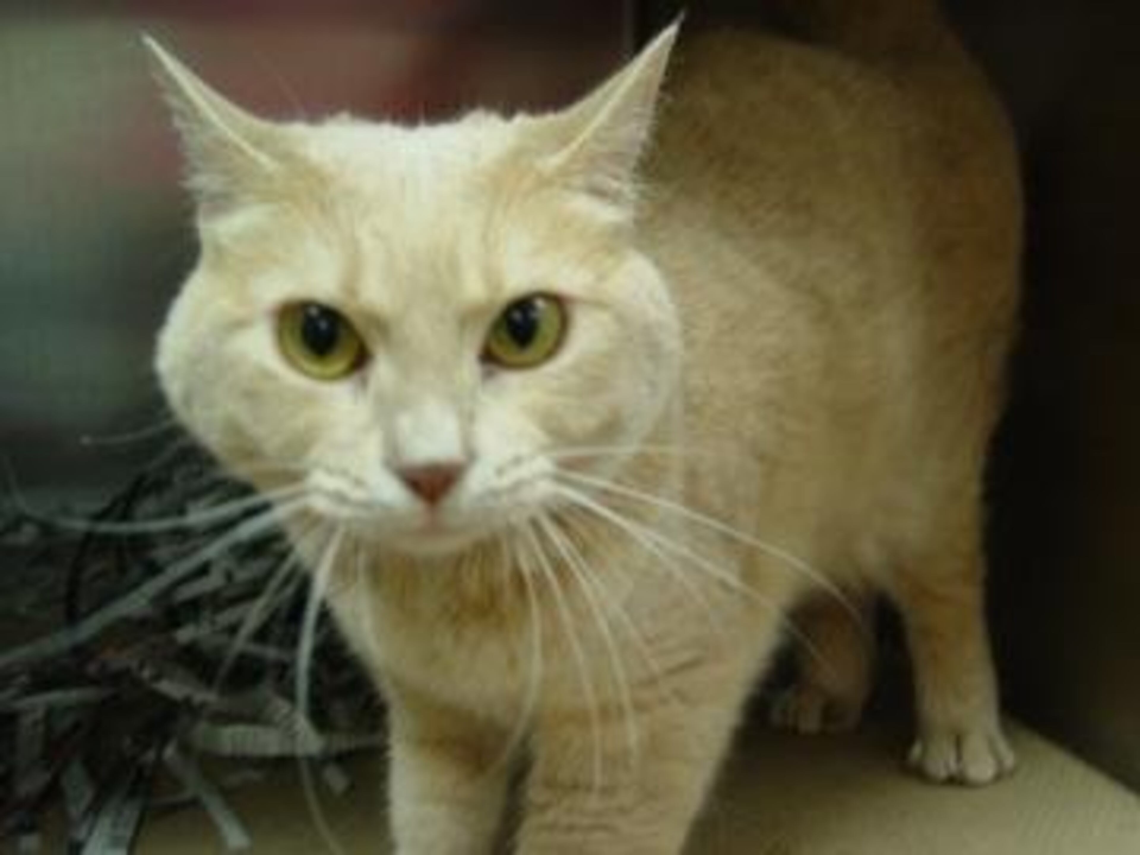 Nala is a 2-year-old female spayed domestic shorthair. Her animal ID# is A05377805. Nala is a cute, fuzzy girl who just makes you smile every time you look at her. She loves to play with toys, and she can entertain herself for hours with them. Please take Nala out and hold her -- you're sure to fall in love!