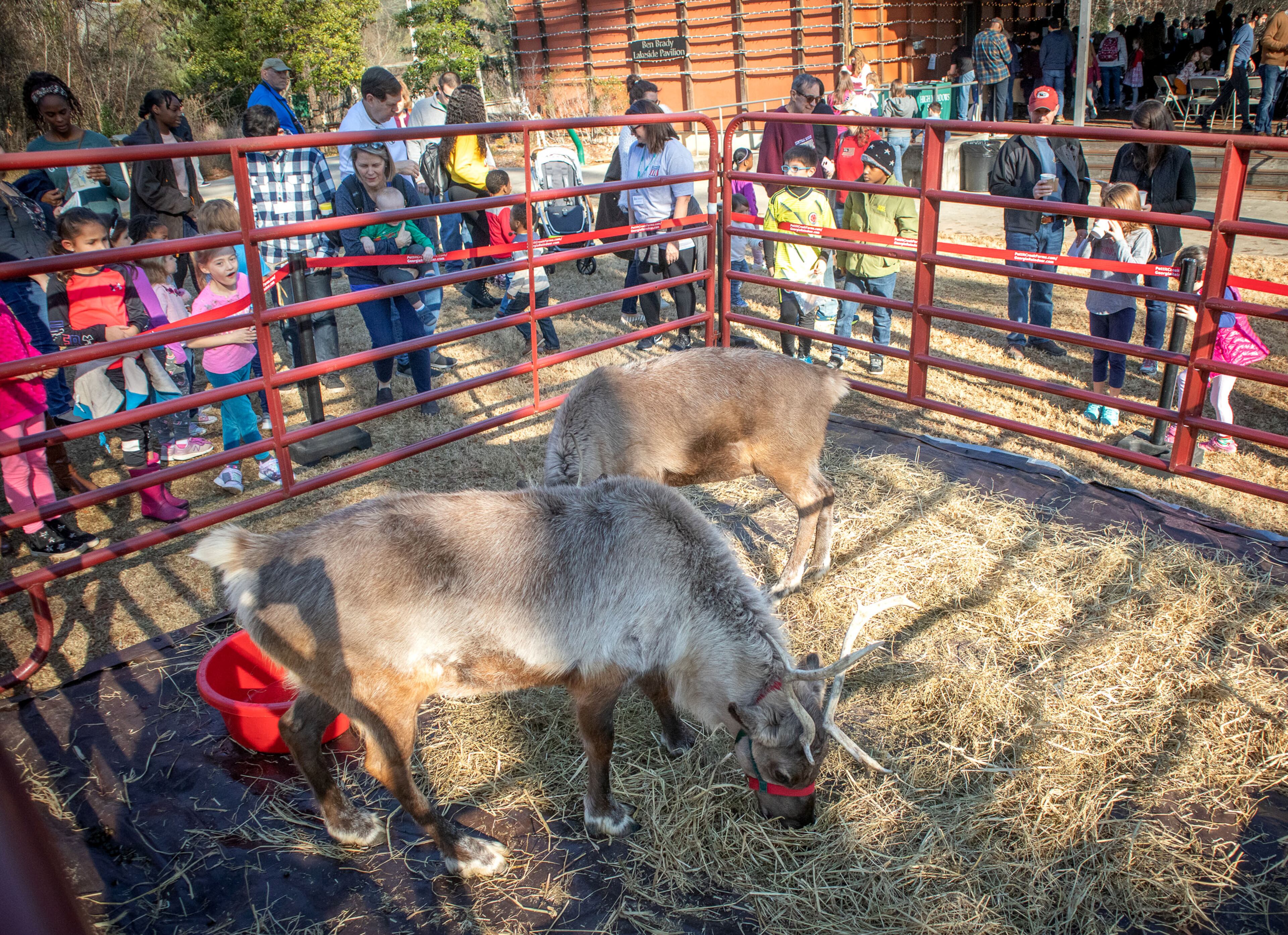 People check out the Reindeers during the Enchanted Woodland Wonders family fun day at the Chattahoochee Nature Center Sunday, 15 2019. STEVE SCHAEFER / SPECIAL TO THE AJC